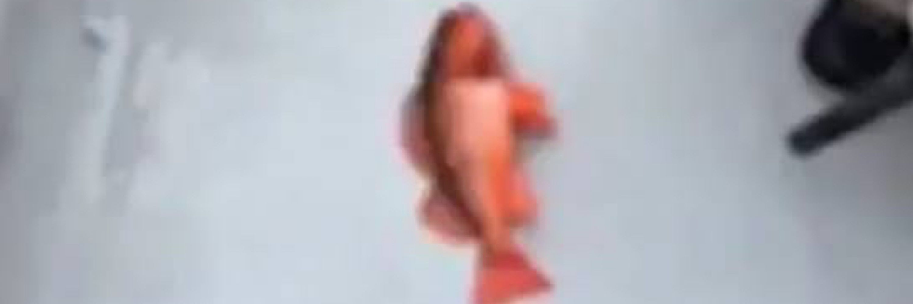 Elixer