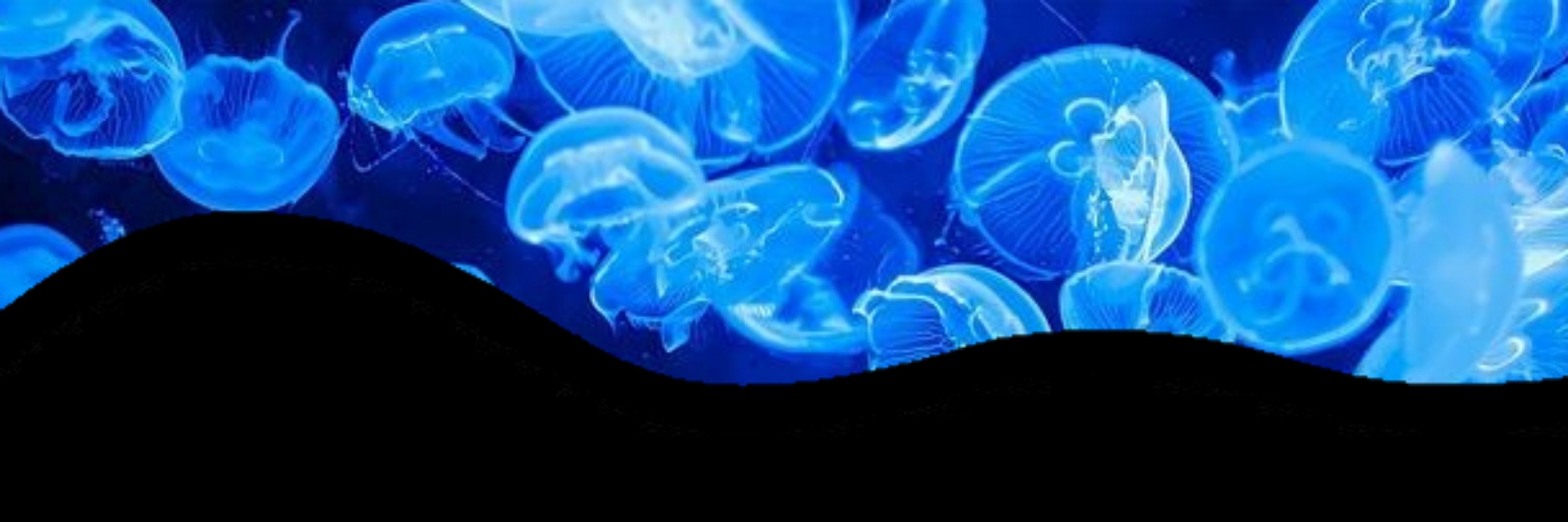 =͟͟͞★ ⋆｡ˏˋ˚⊹𓈒 🪼` 𝔽𝕣𝕠𝕡𝕡𝕪 `💙 ｡˚⋆₊ ✩