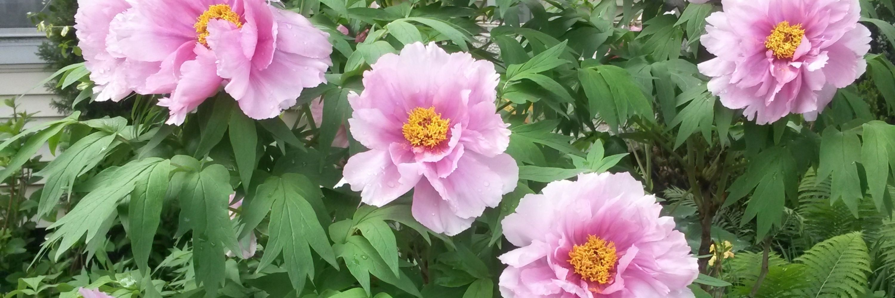 Pat  (Zone 6a)