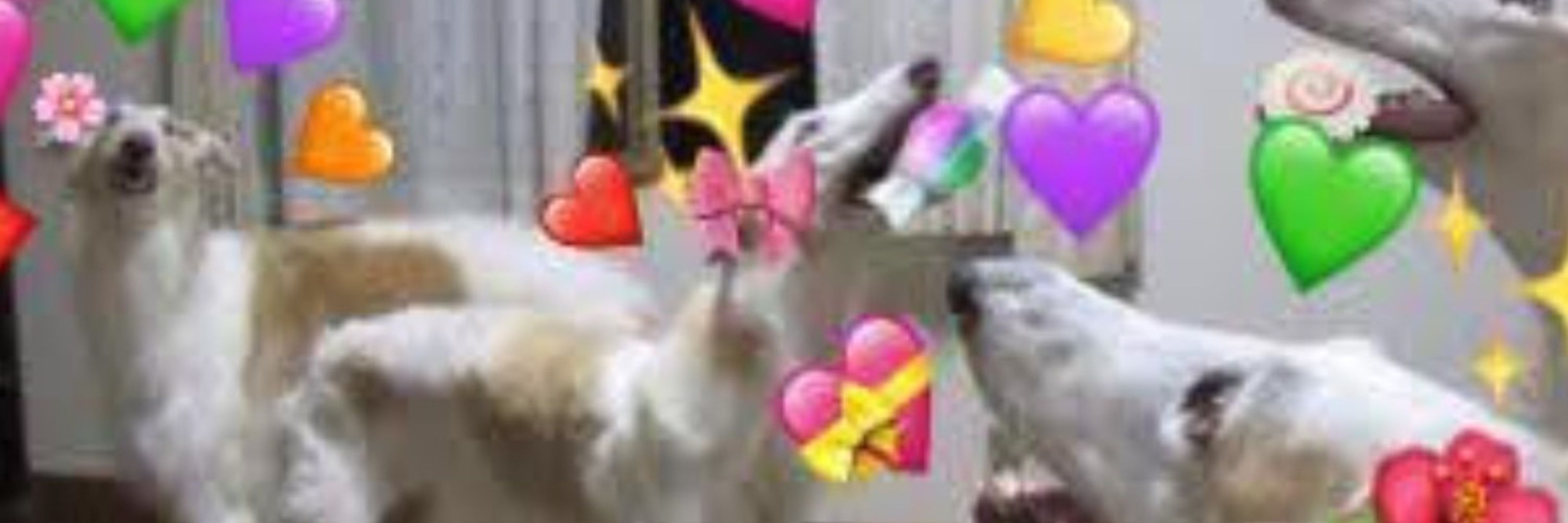 ✨🌸MillieVanillie🌸✨