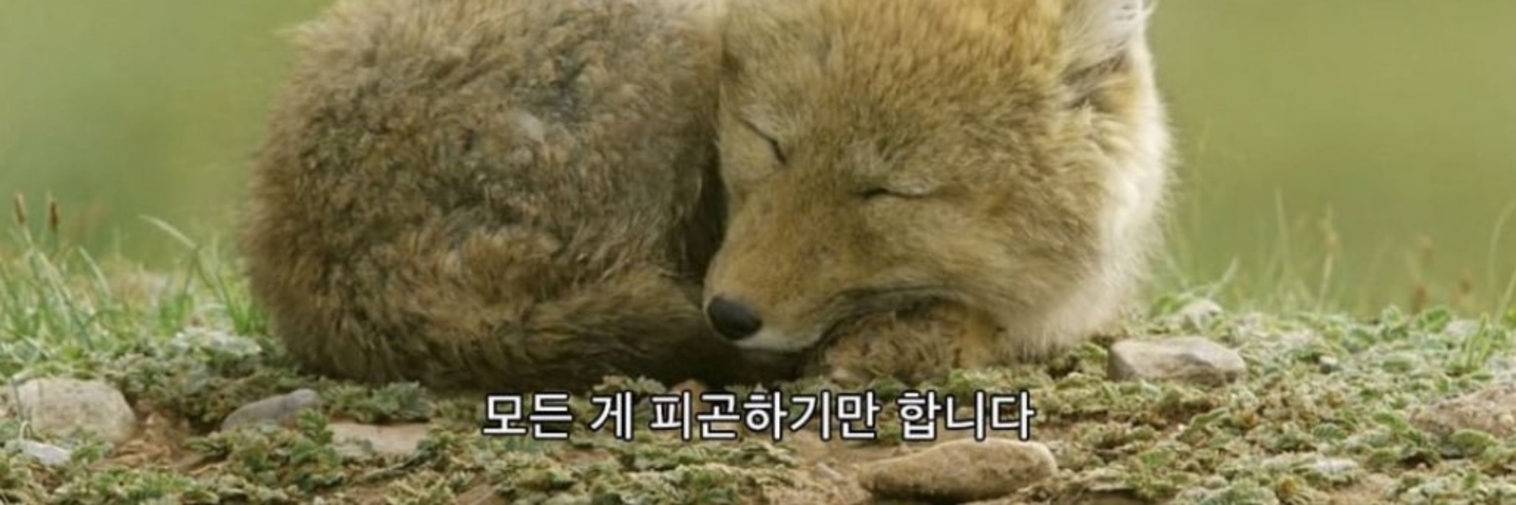 위스키마시고십다