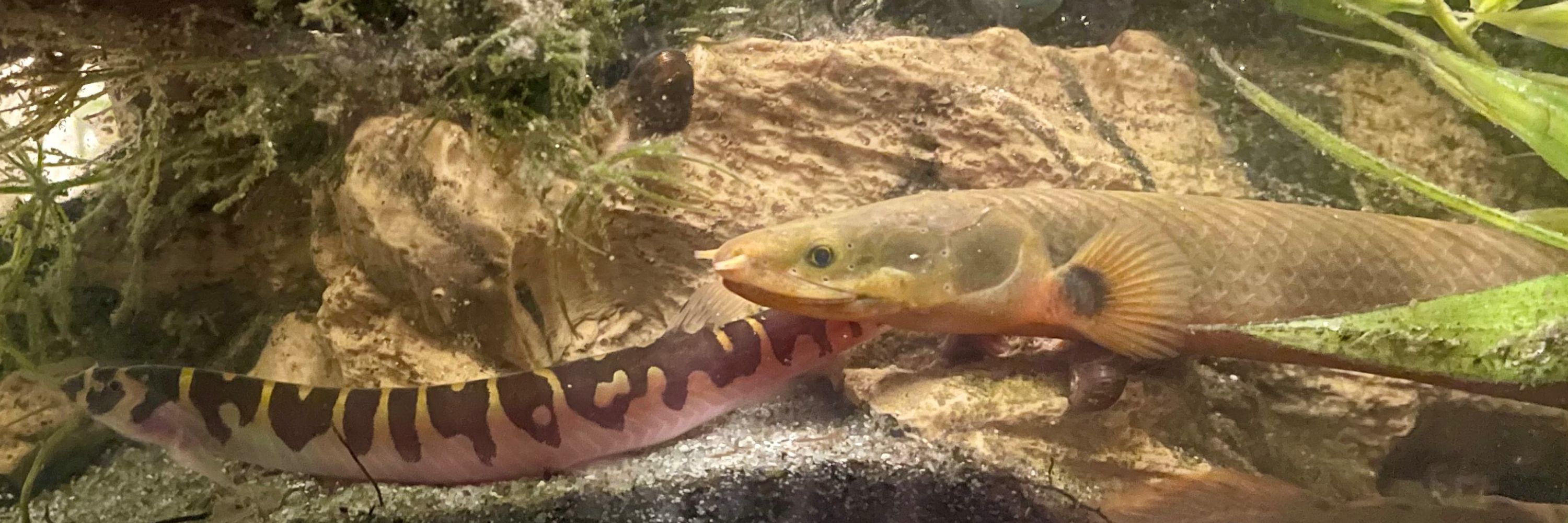 Harmonious Fish Tank