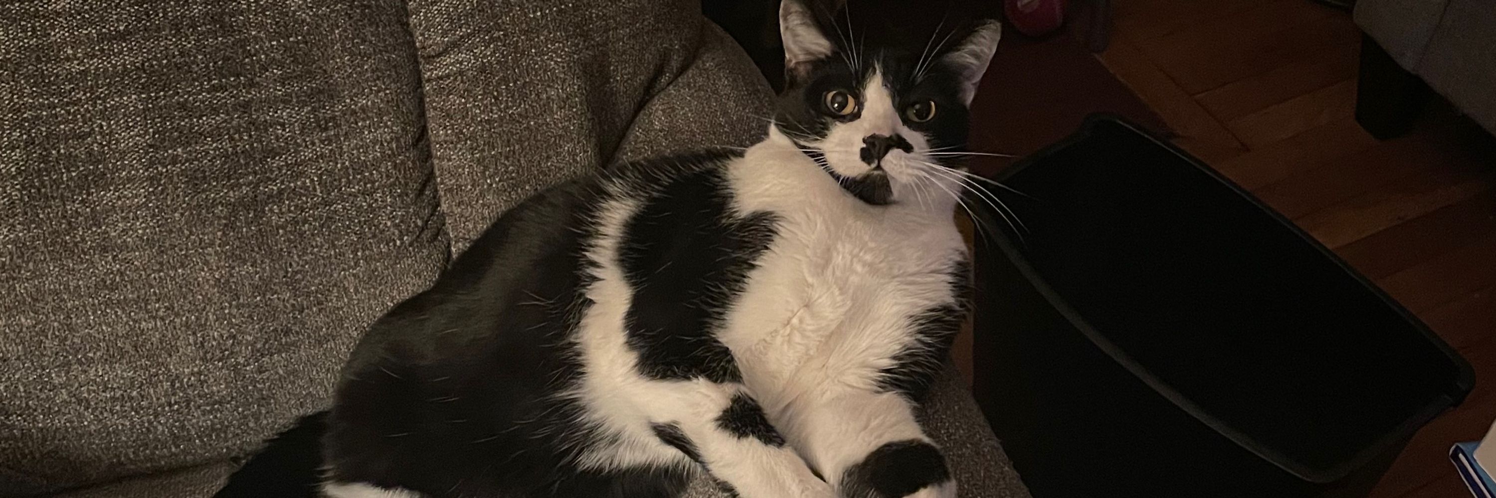 steve