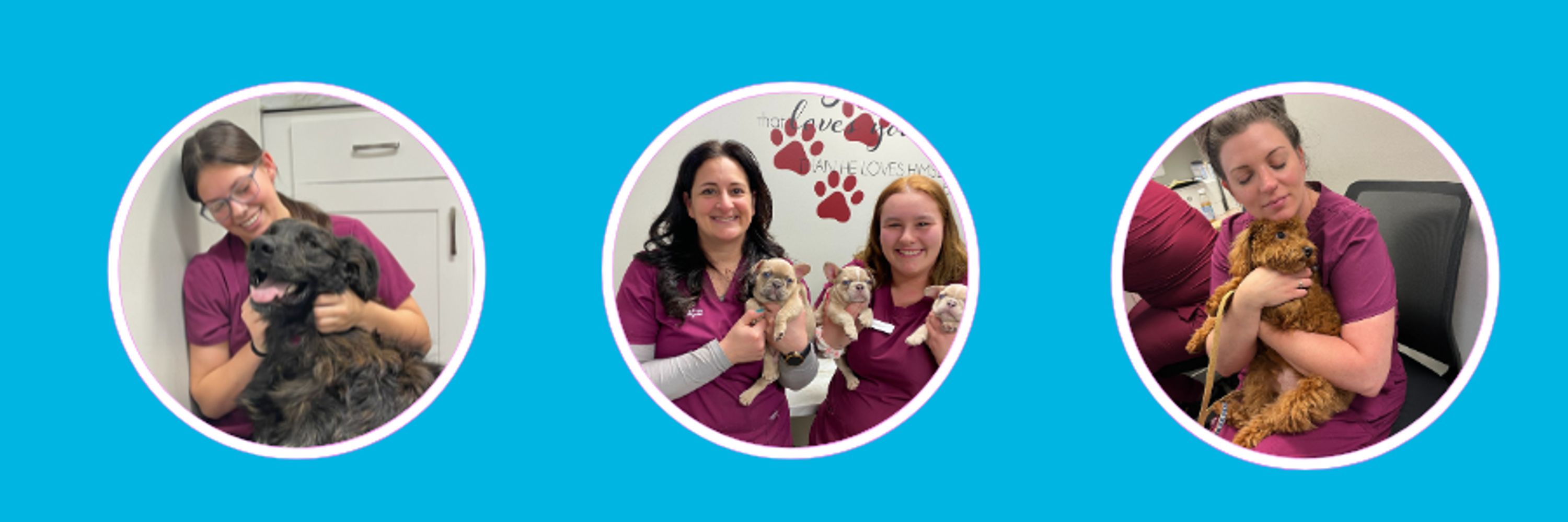 MountainView Veterinary Hospital