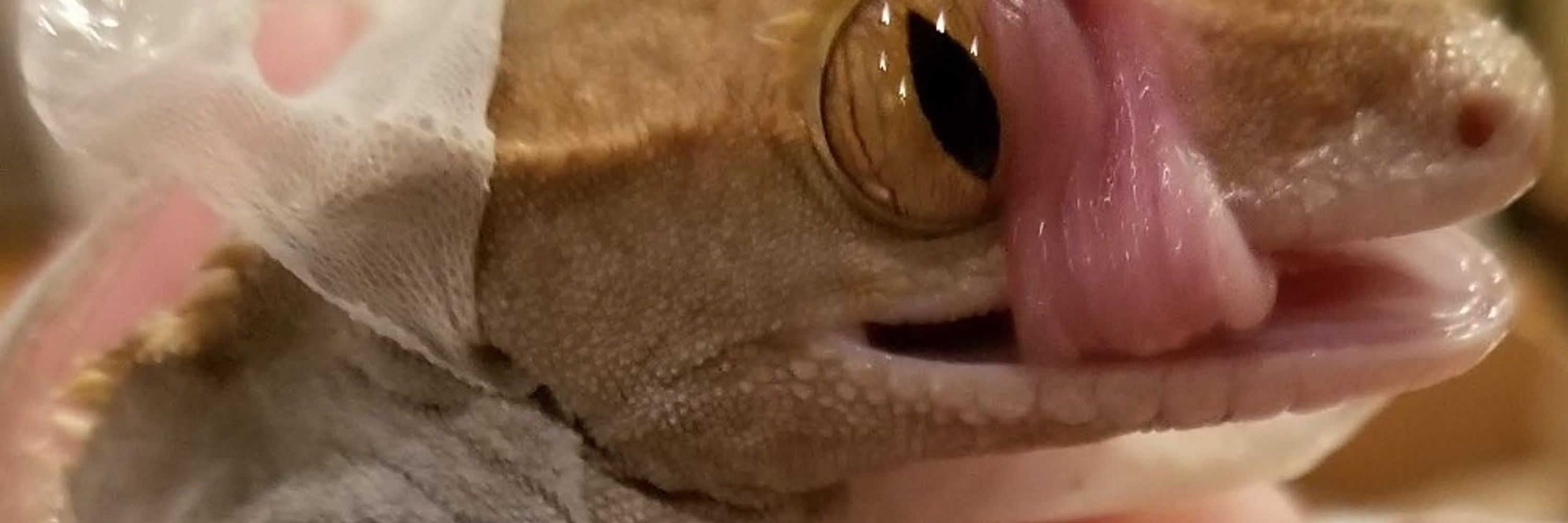 Geckoman69