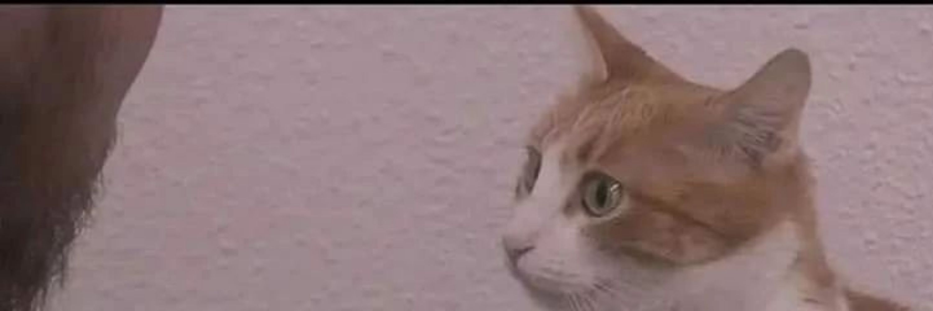 Gatero 🐈