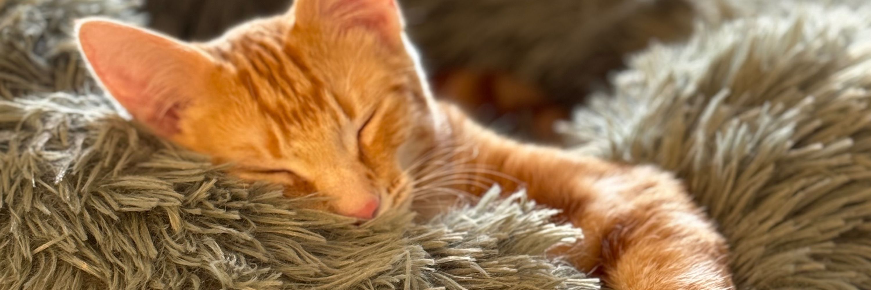 Orange Lunatic 🐈🐾 🐈 🐾 🐈