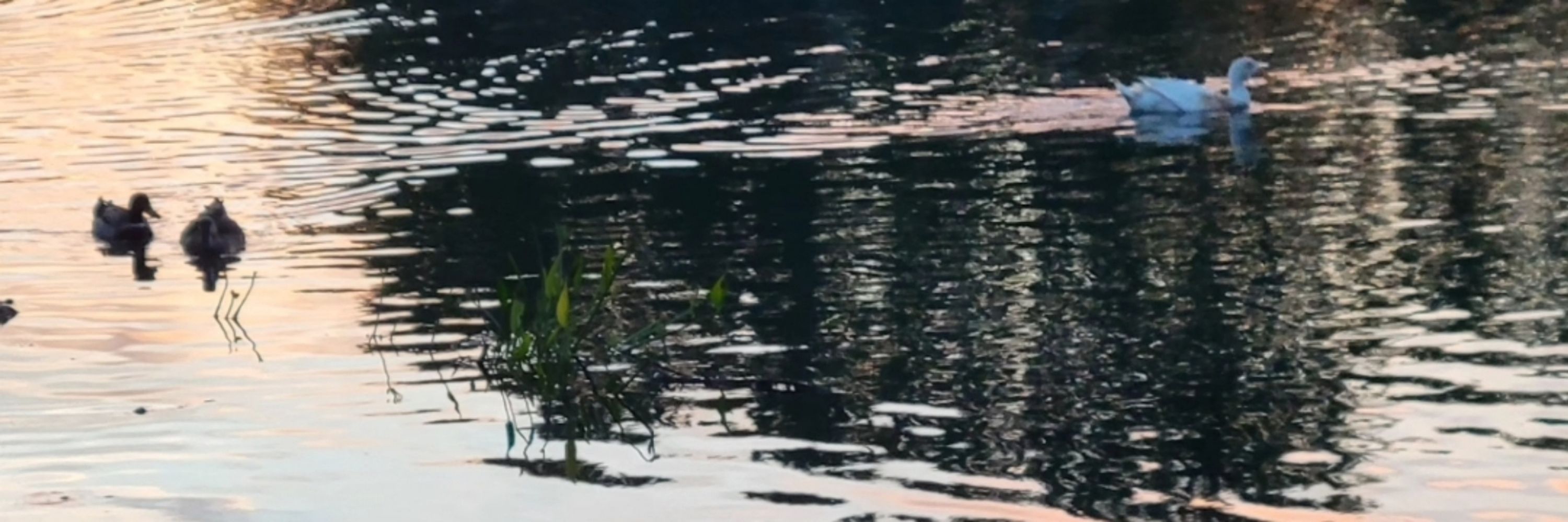 °♡▪︎Lake▪︎♡°