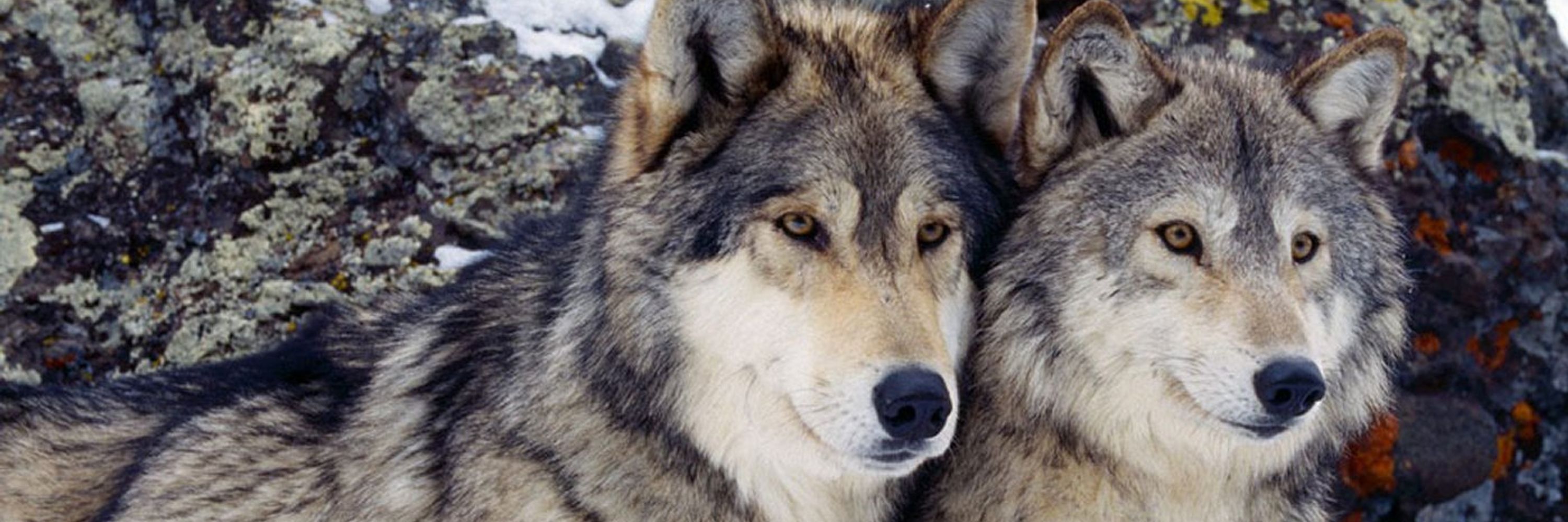 GOOD WOLF