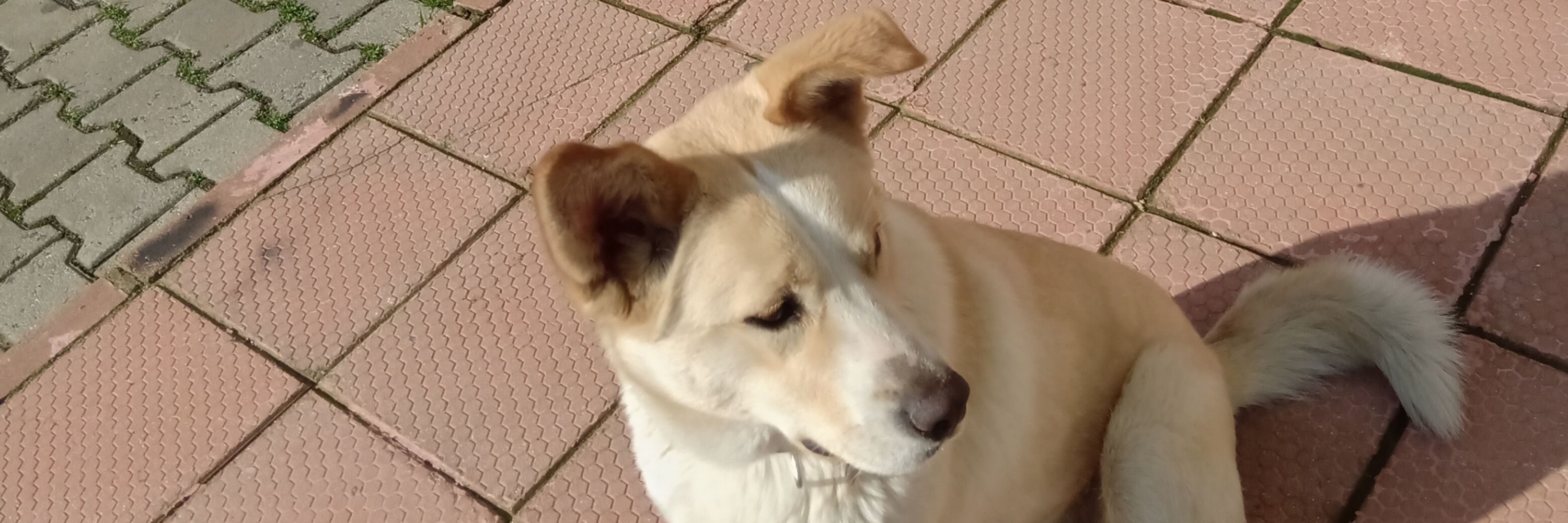 YaseminLeo
