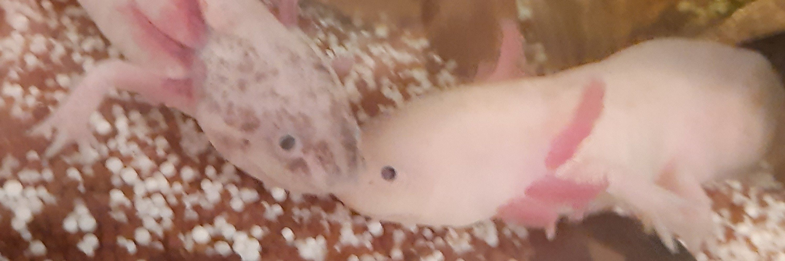 Schneepunzel