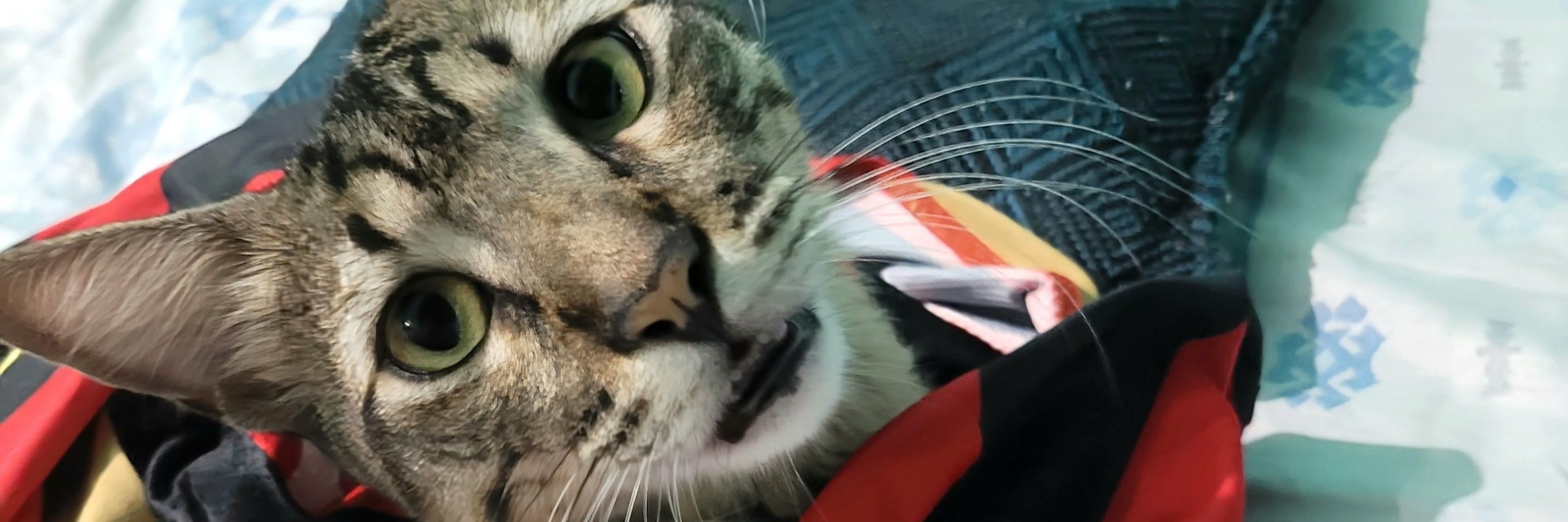 pablo
