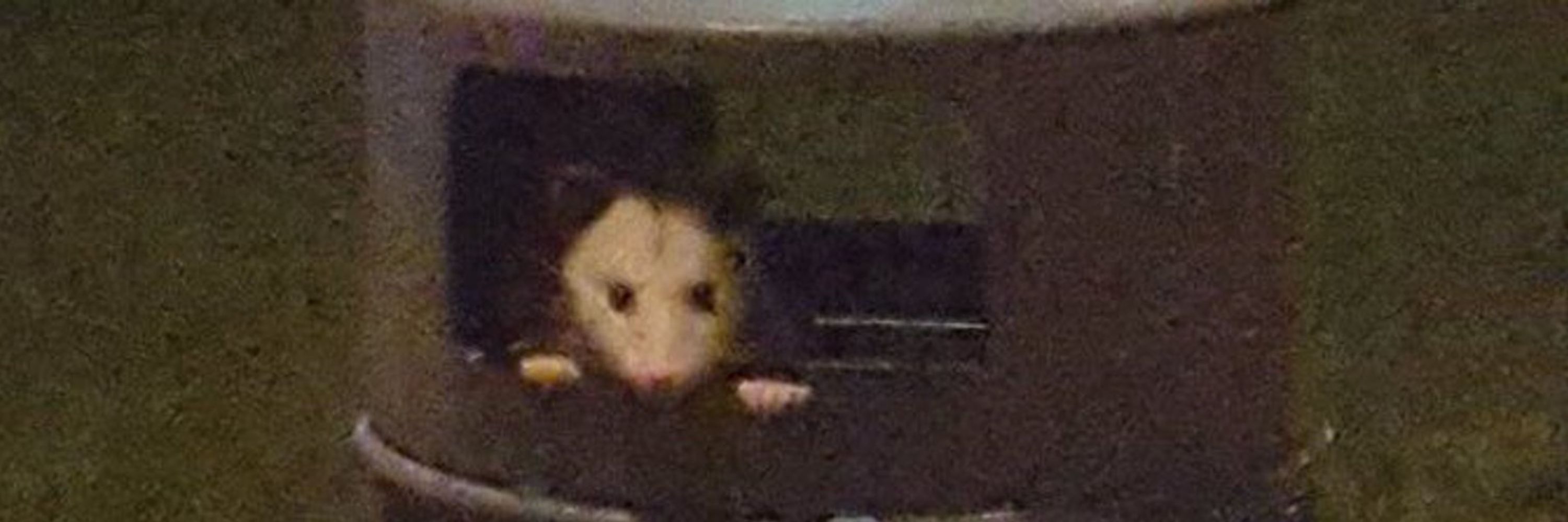 PossumVoid