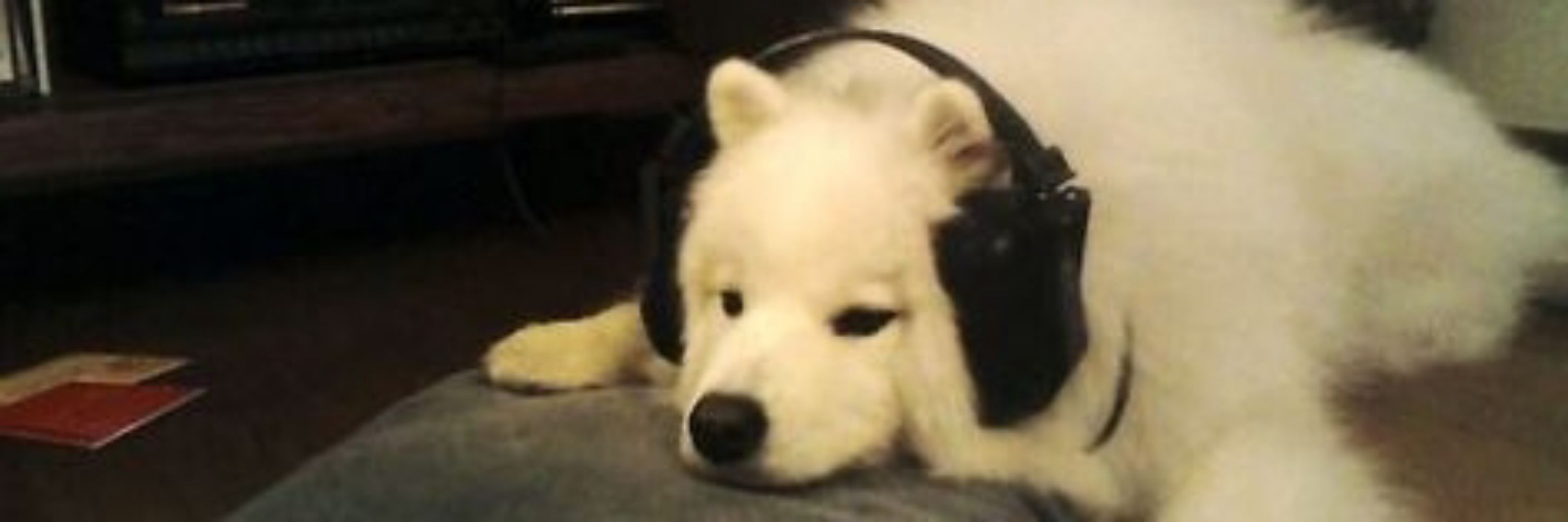 🐾🦴MalkyPup99🦴🐾