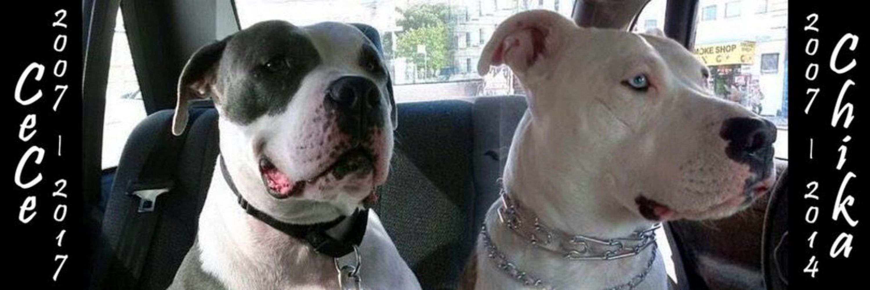Love has 4 paws 🐾