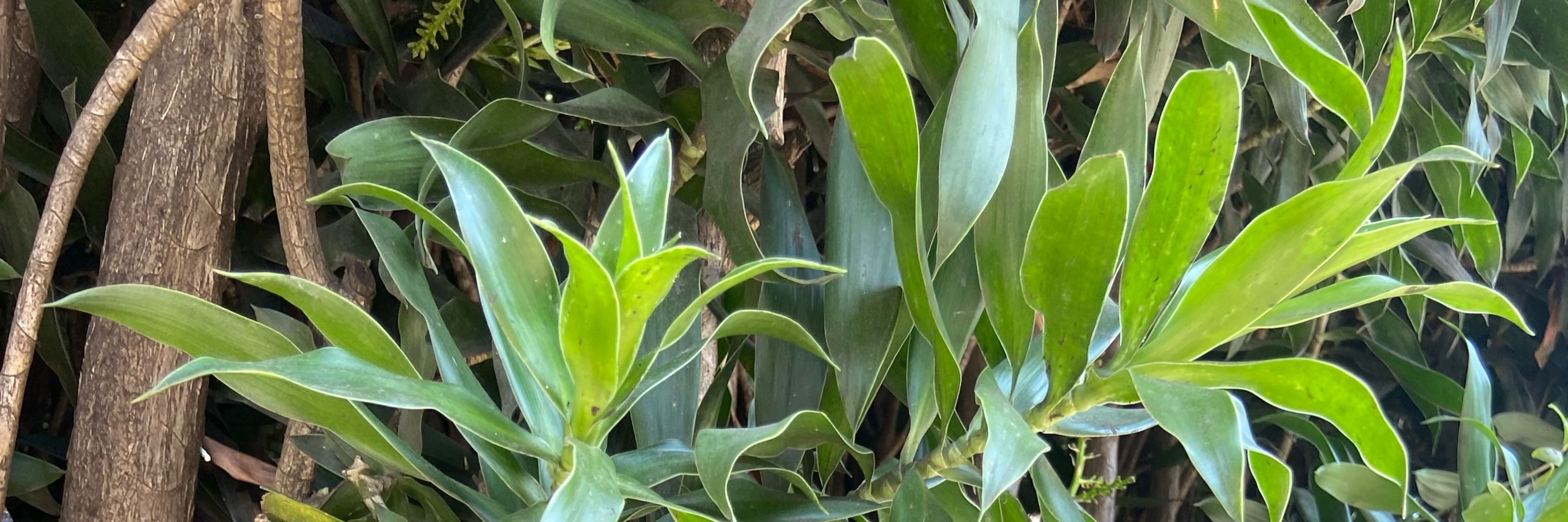 rhana banana