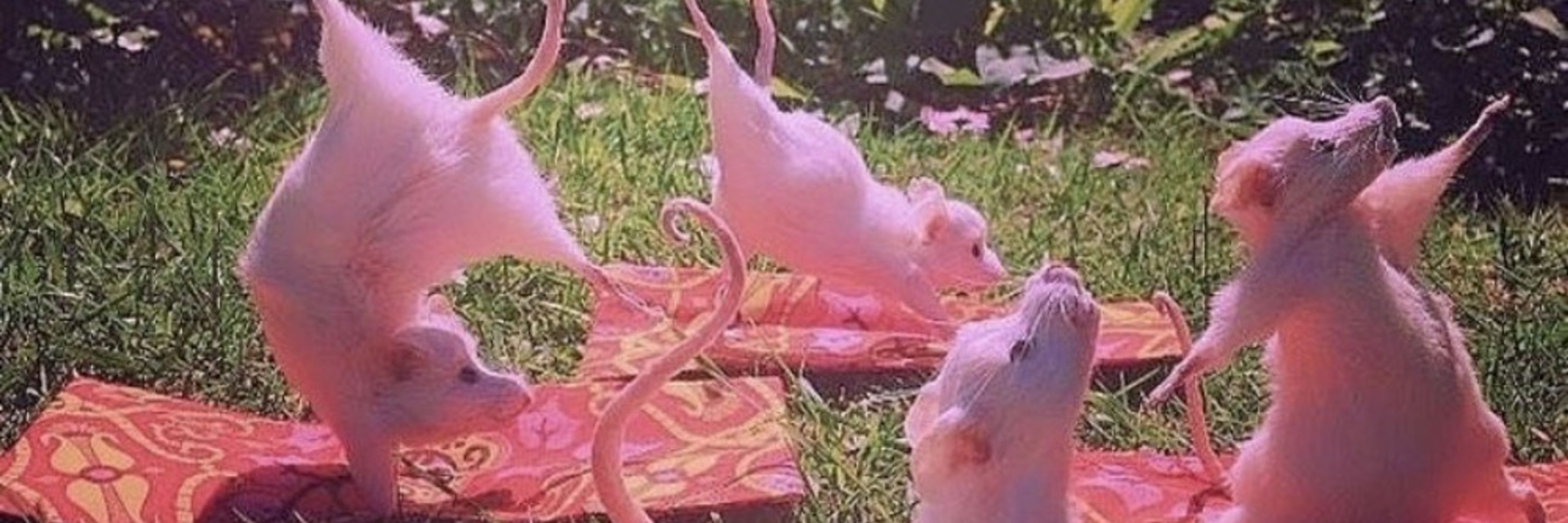 rat