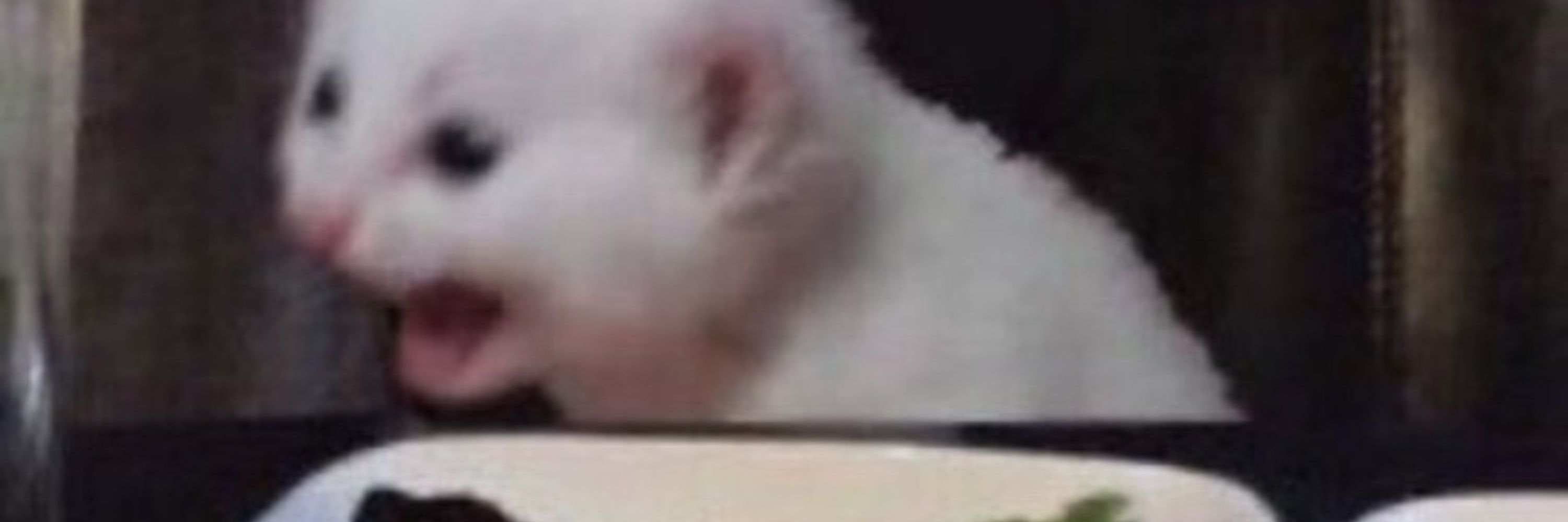 notzzombiecat