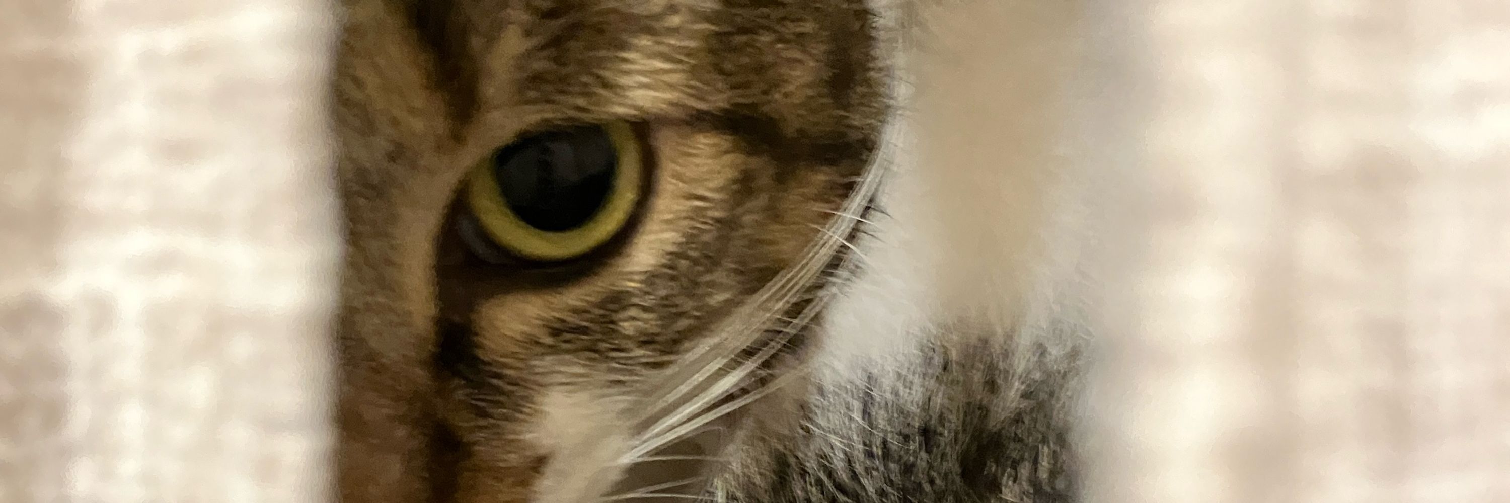 あひる
