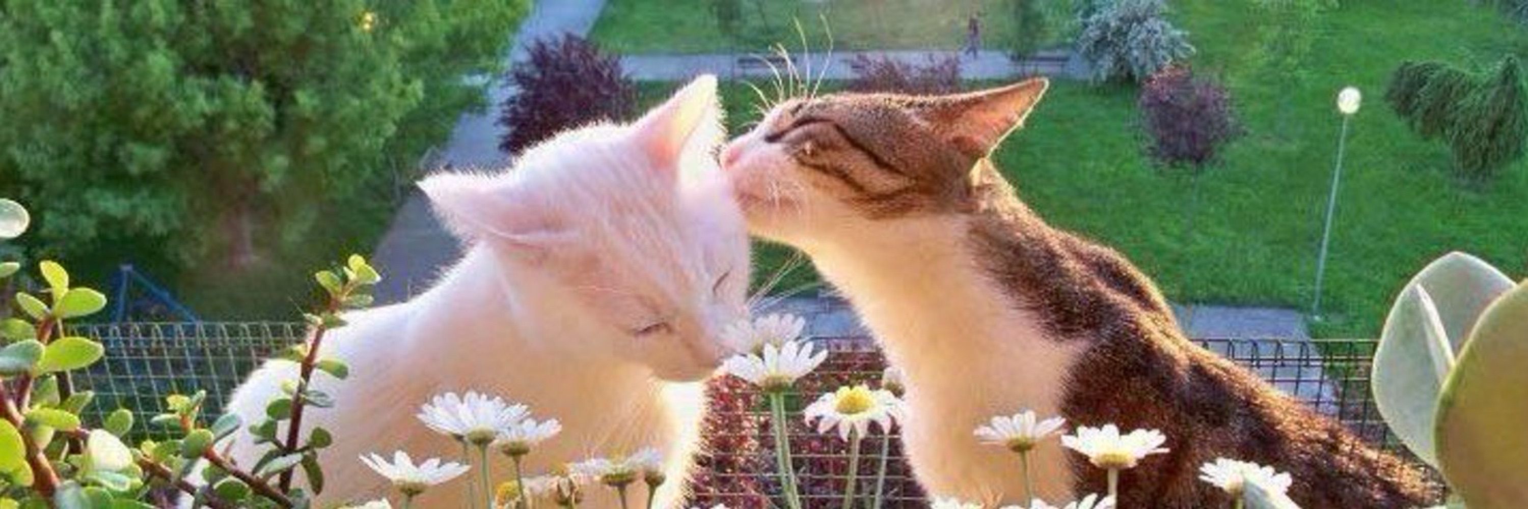 wilmon as cats