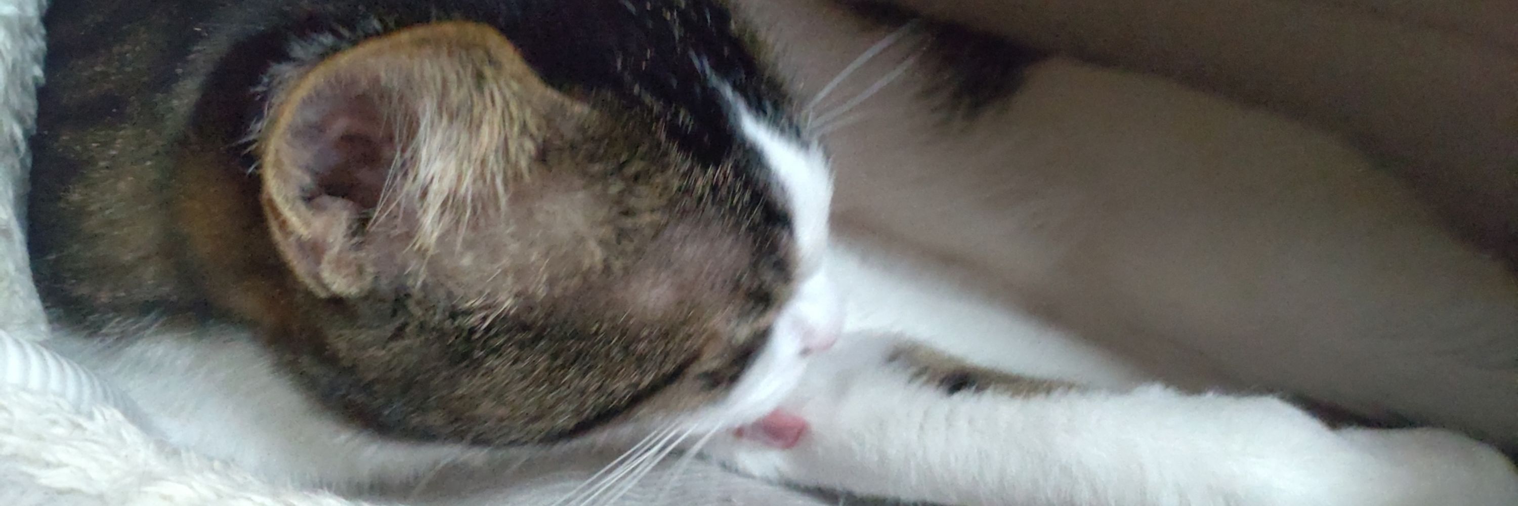 チョキ