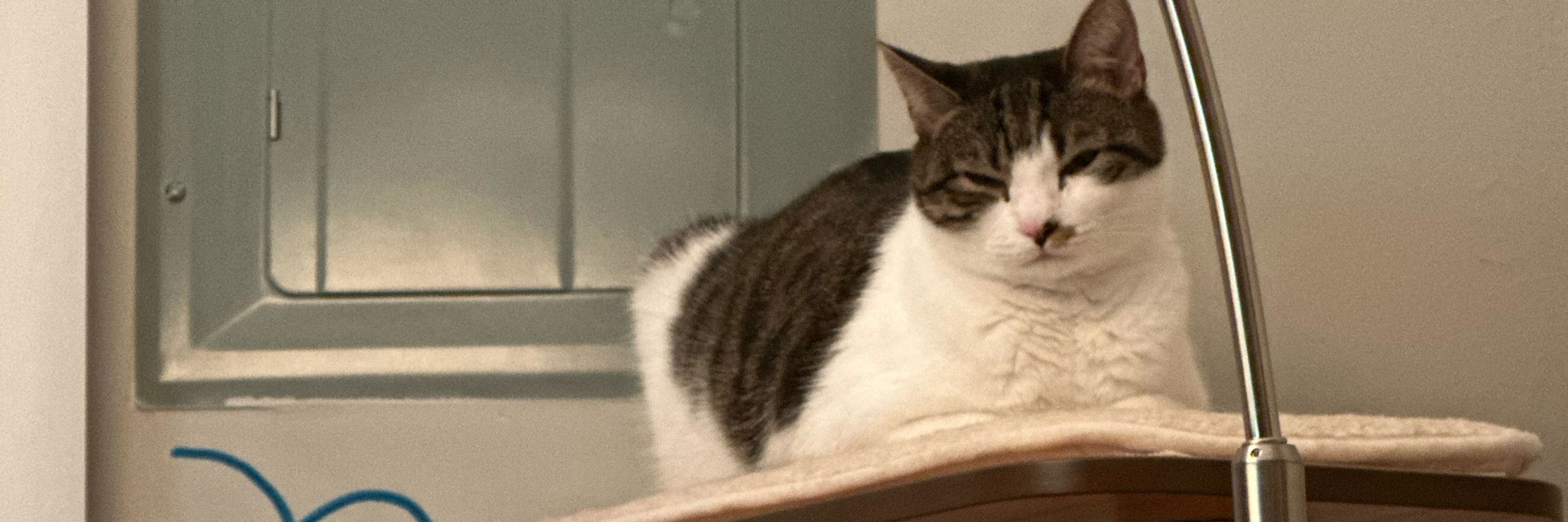 Meredith