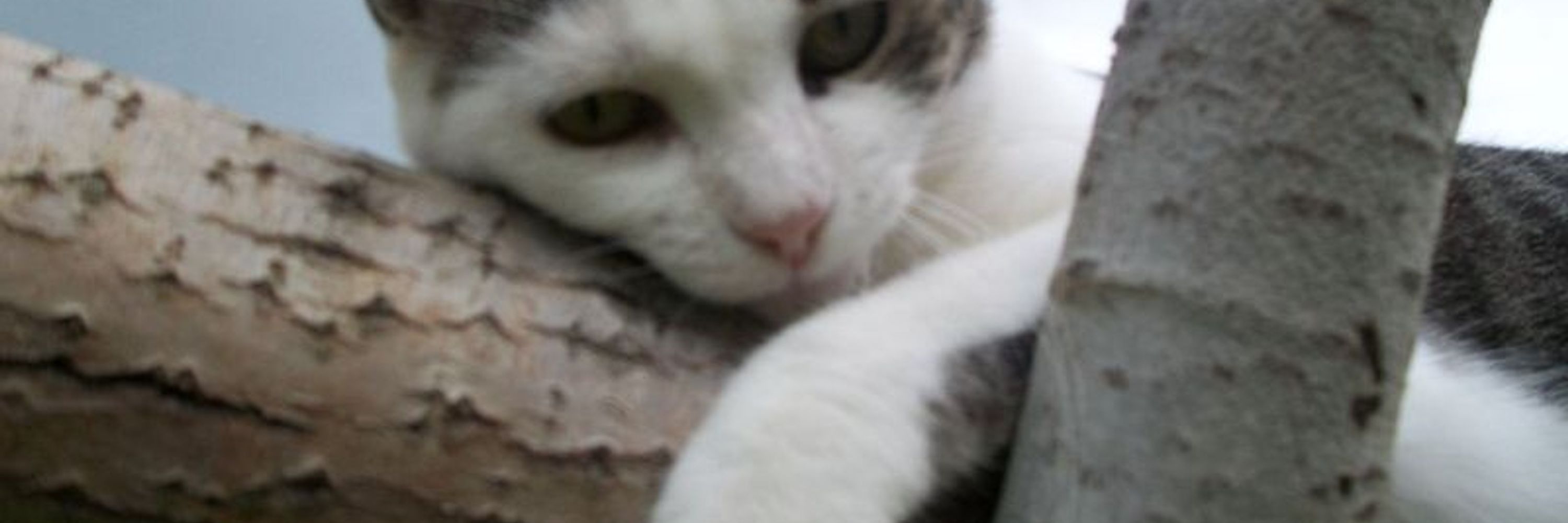 Cats I Love