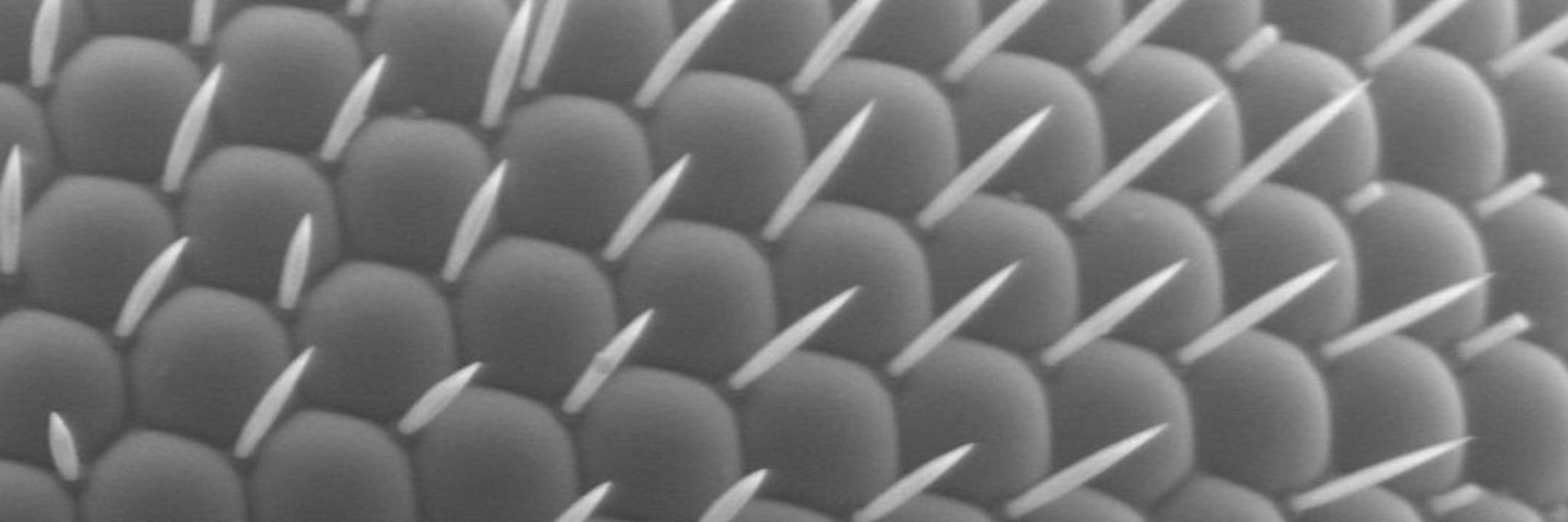 Rugorator 👉 (Manu Avella) 🔬