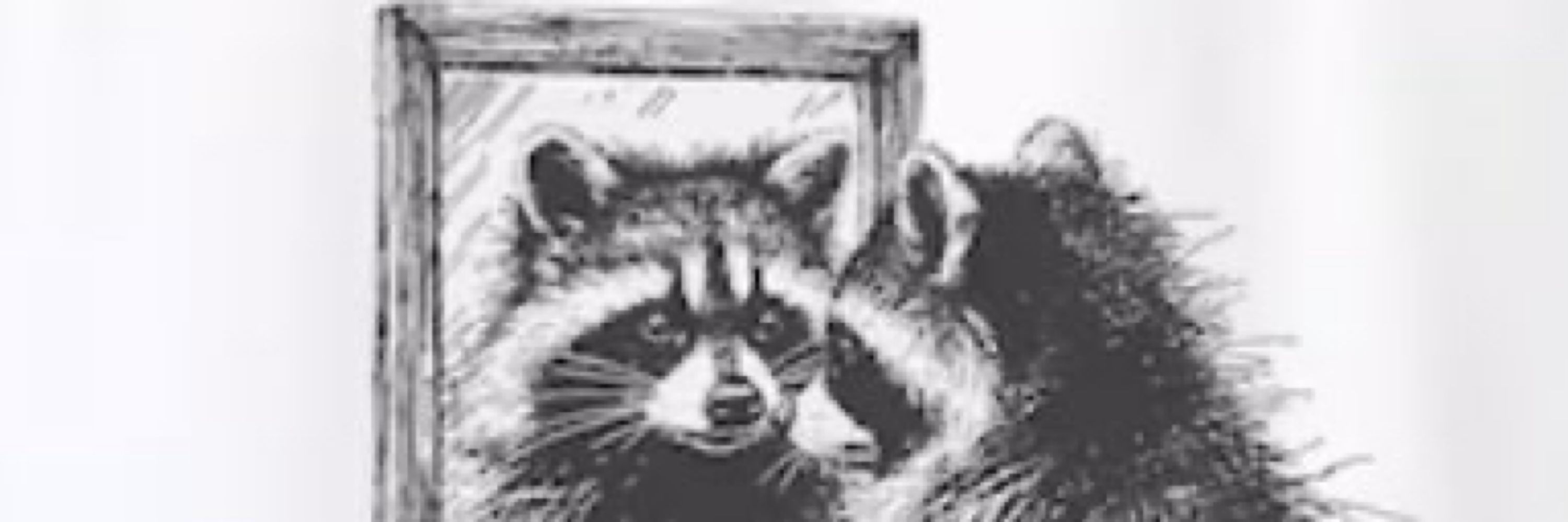 addy🦝