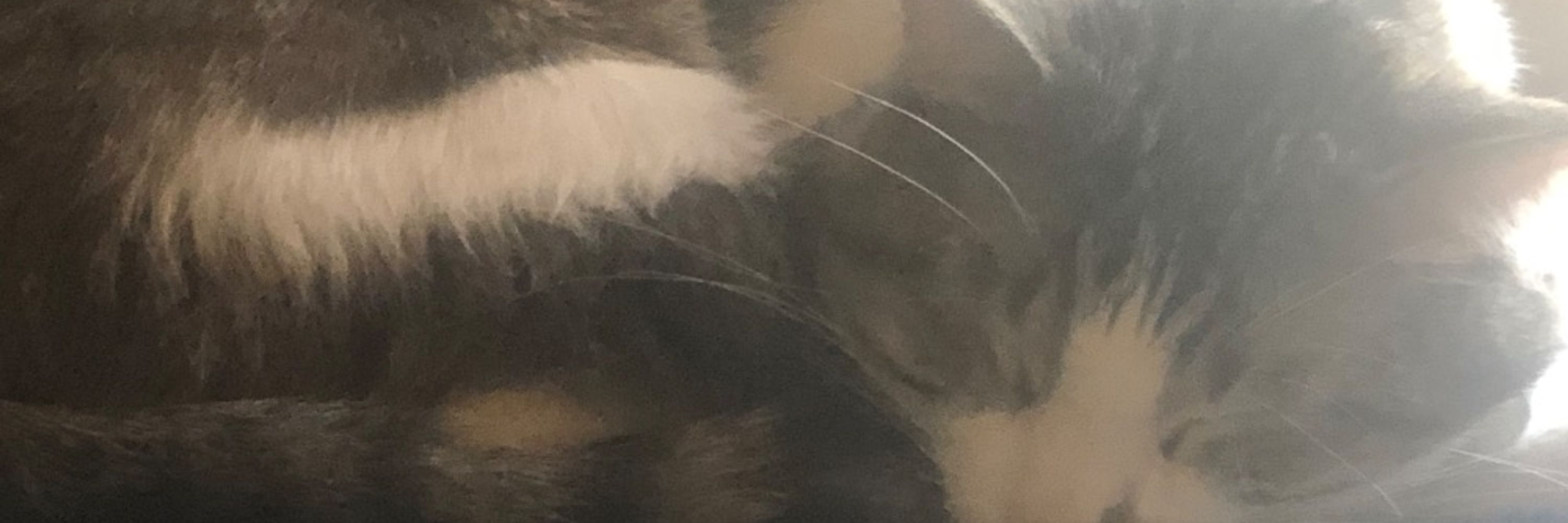 Ergonomic Cat (he/him)