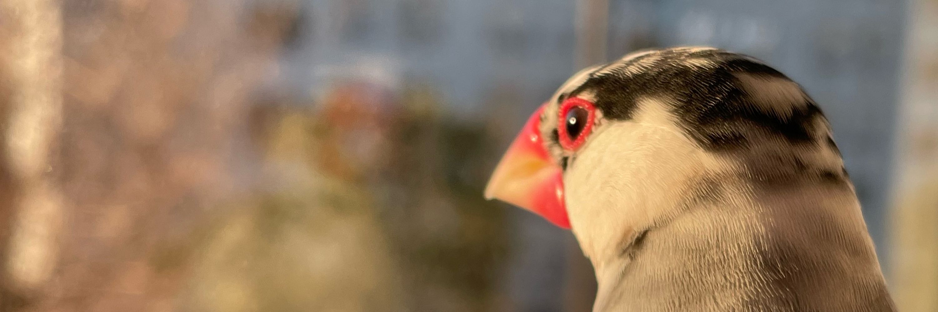 紅。