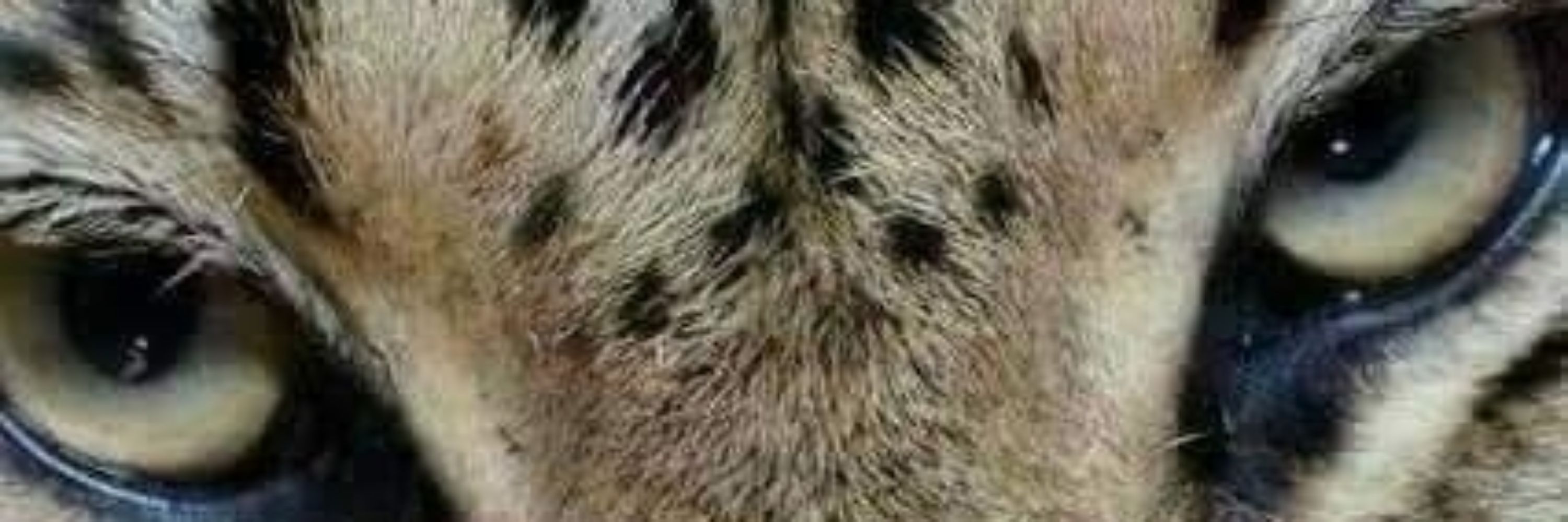 Iasmyn 🐆