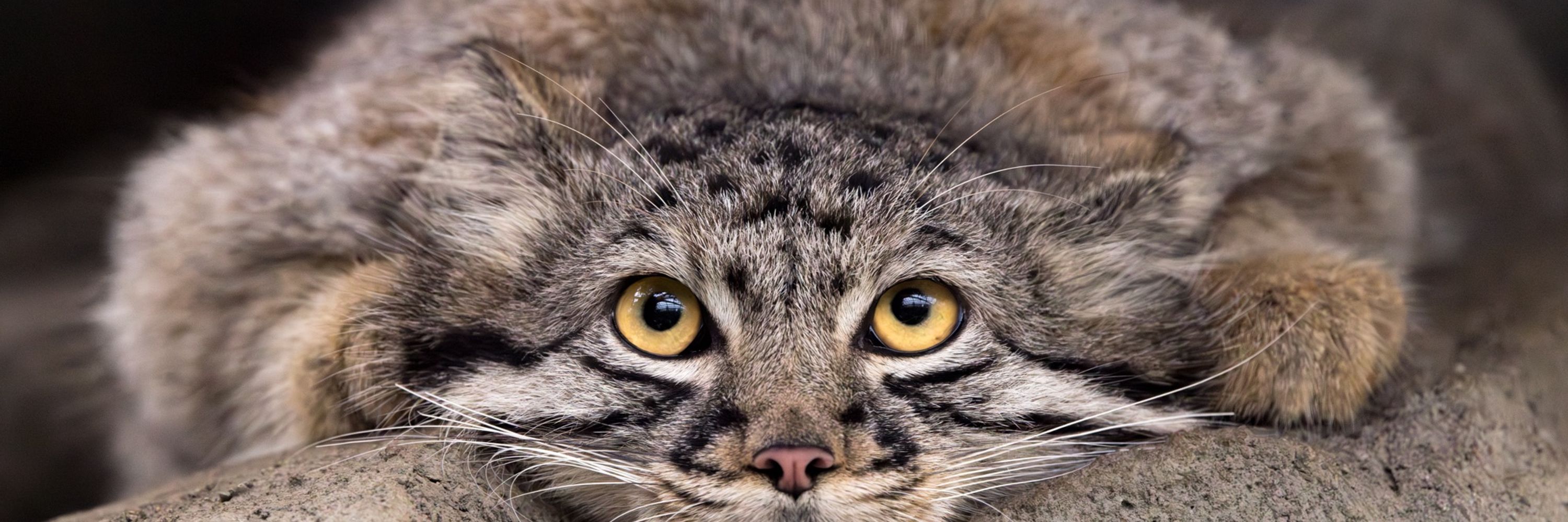 FUZZ