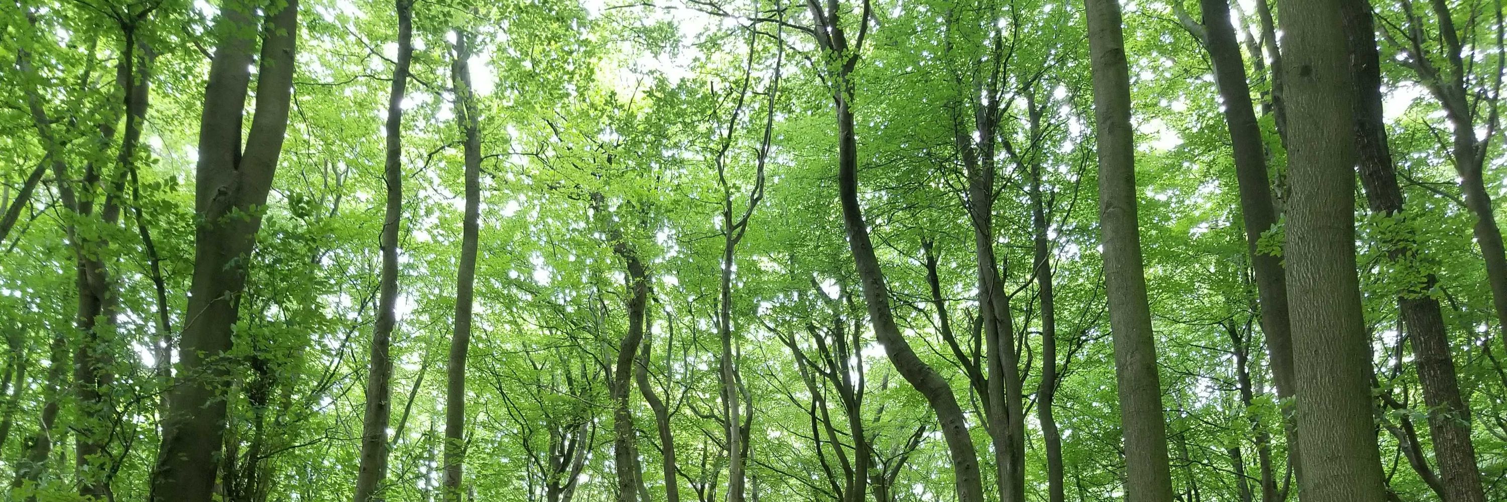 Global Tree Specialist Group