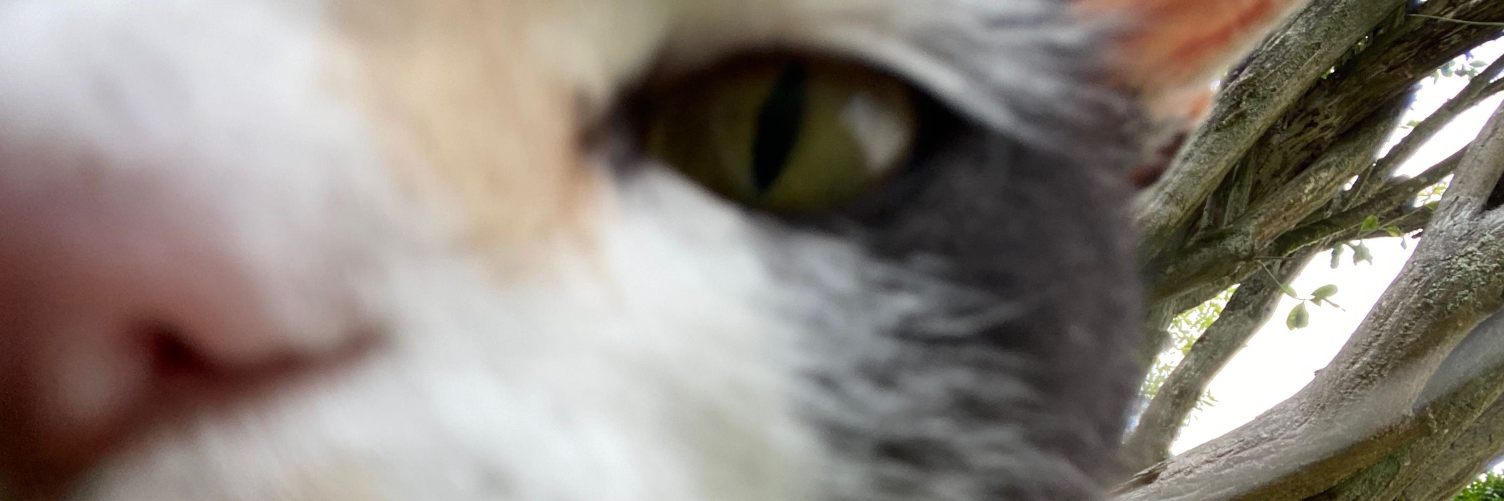 Hecki