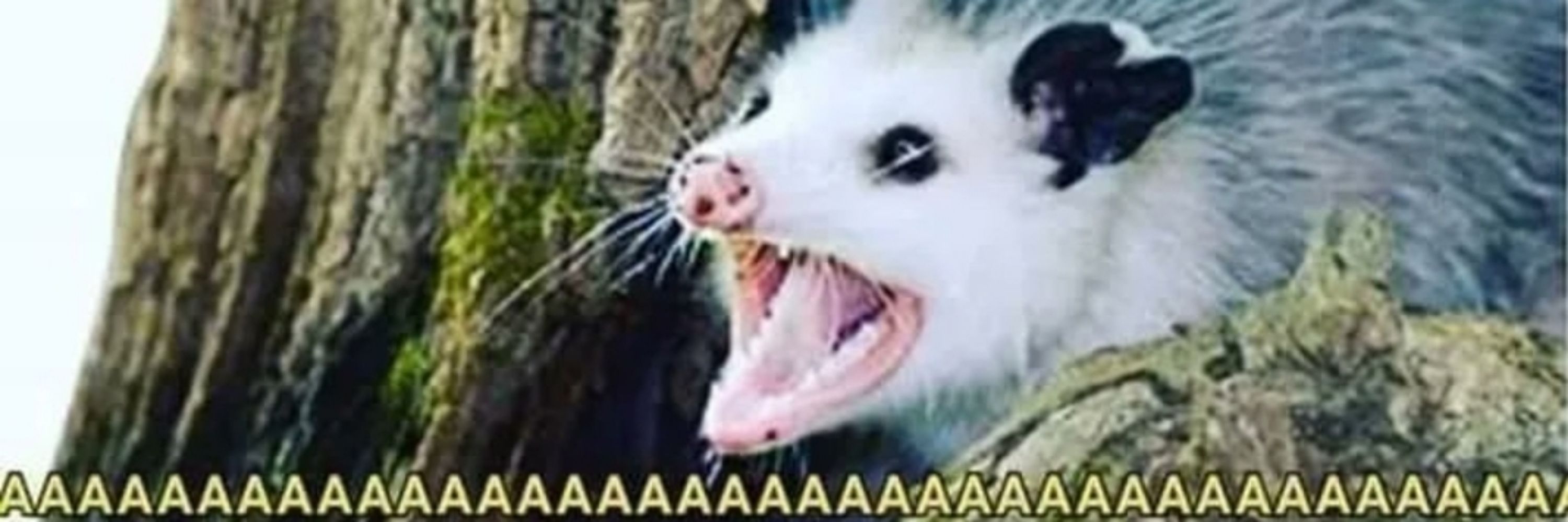 Cai