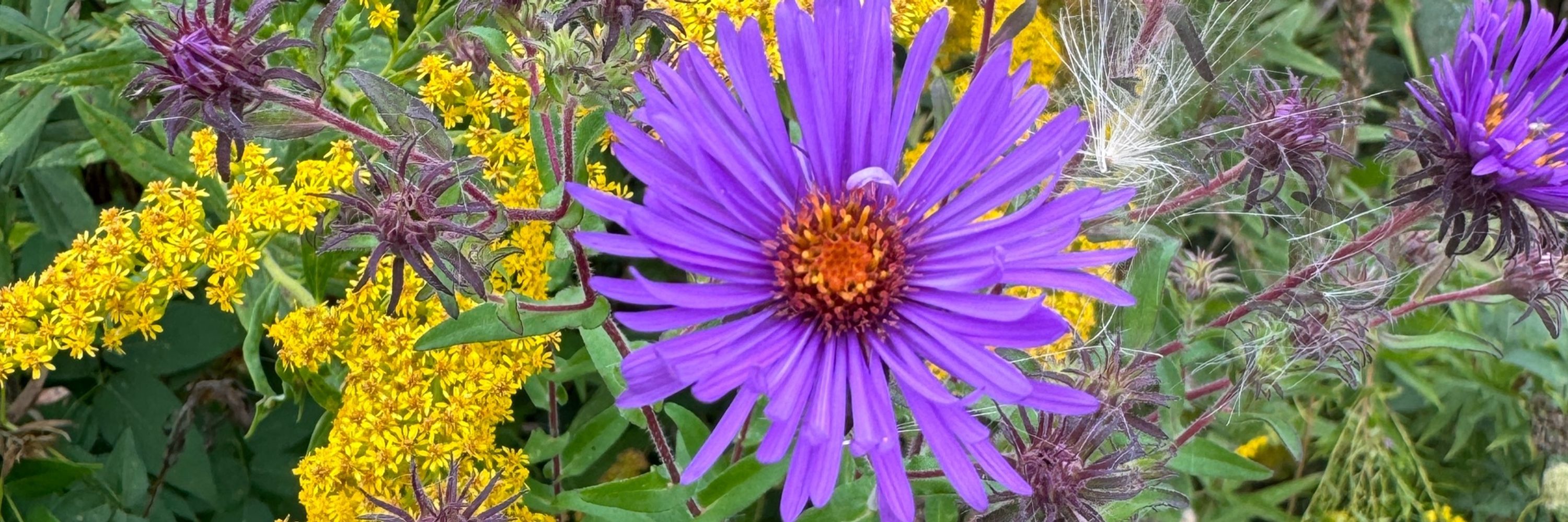 NaturesFairy