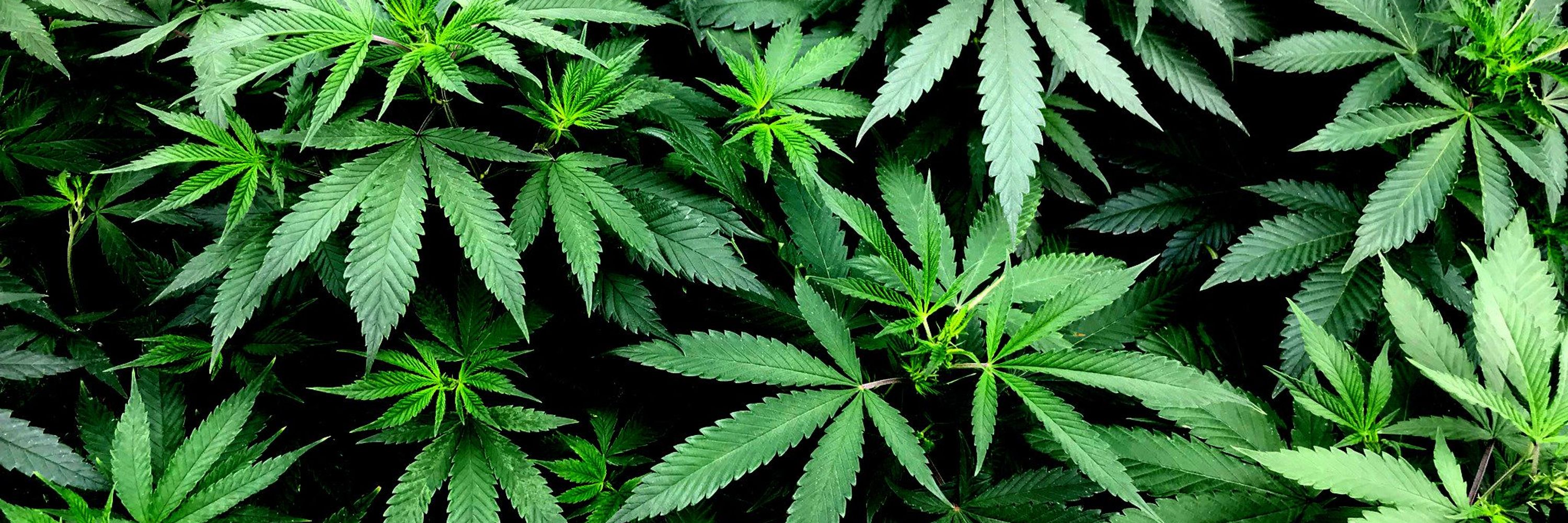 CA Dept. of Cannabis Control