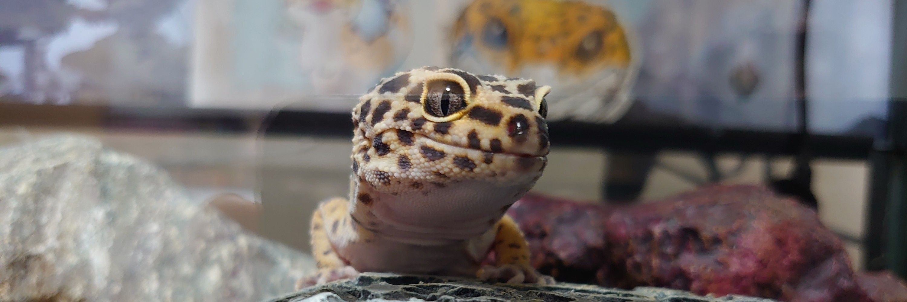 ひまぬ
