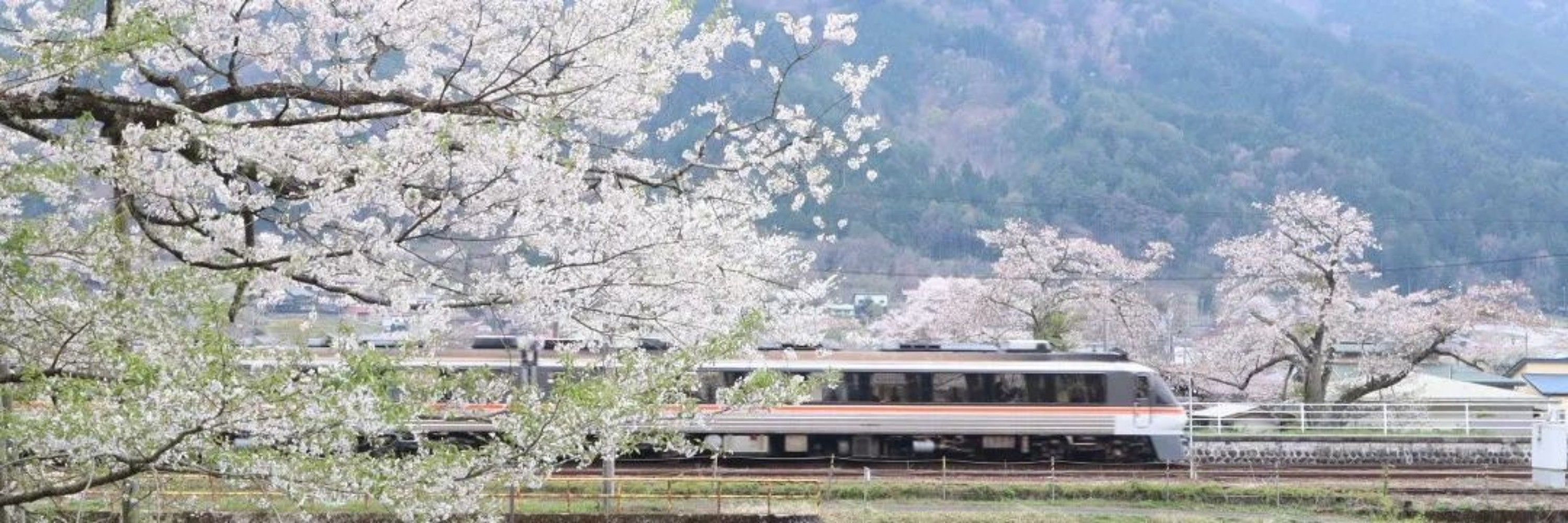 くま砲、