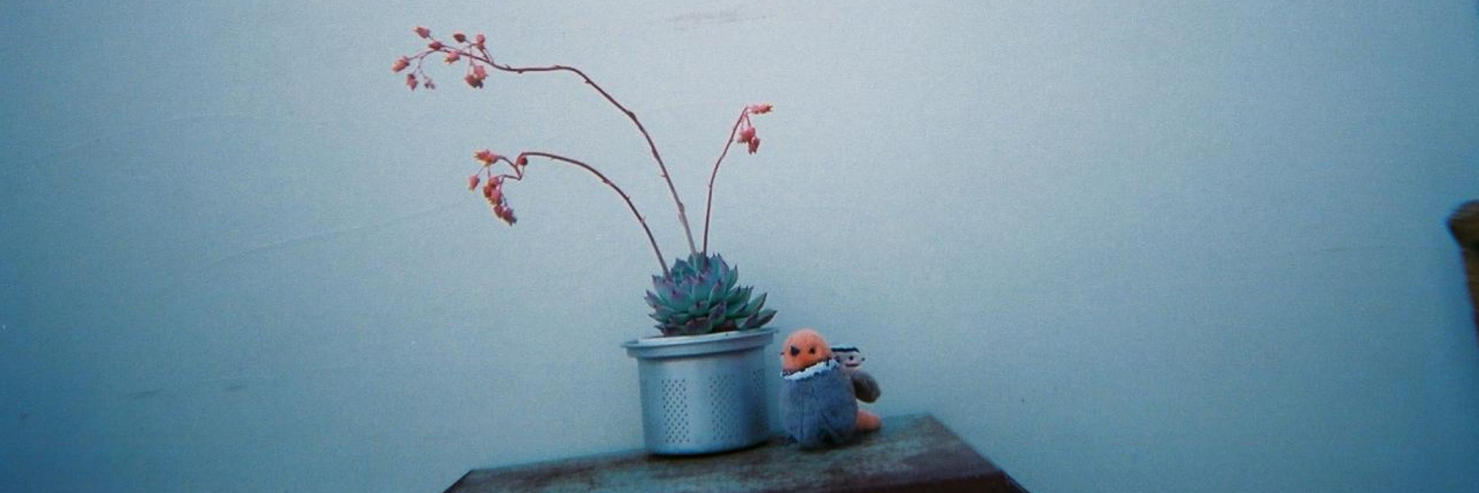 🪺でっかいくじら🪺