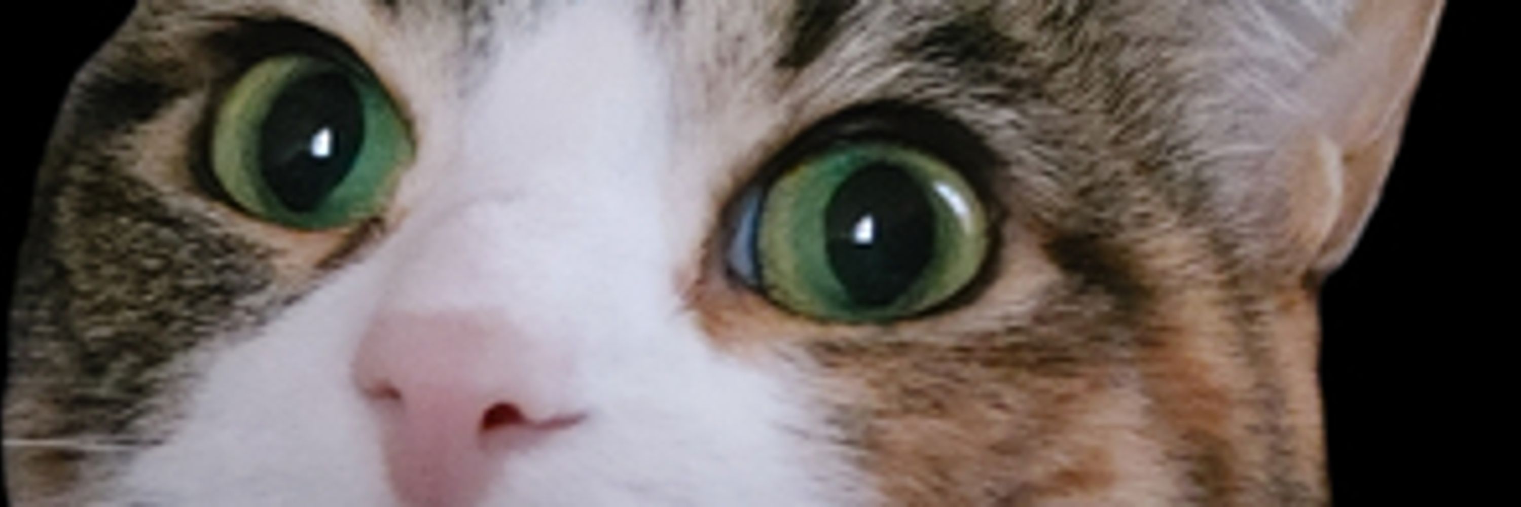 feffer