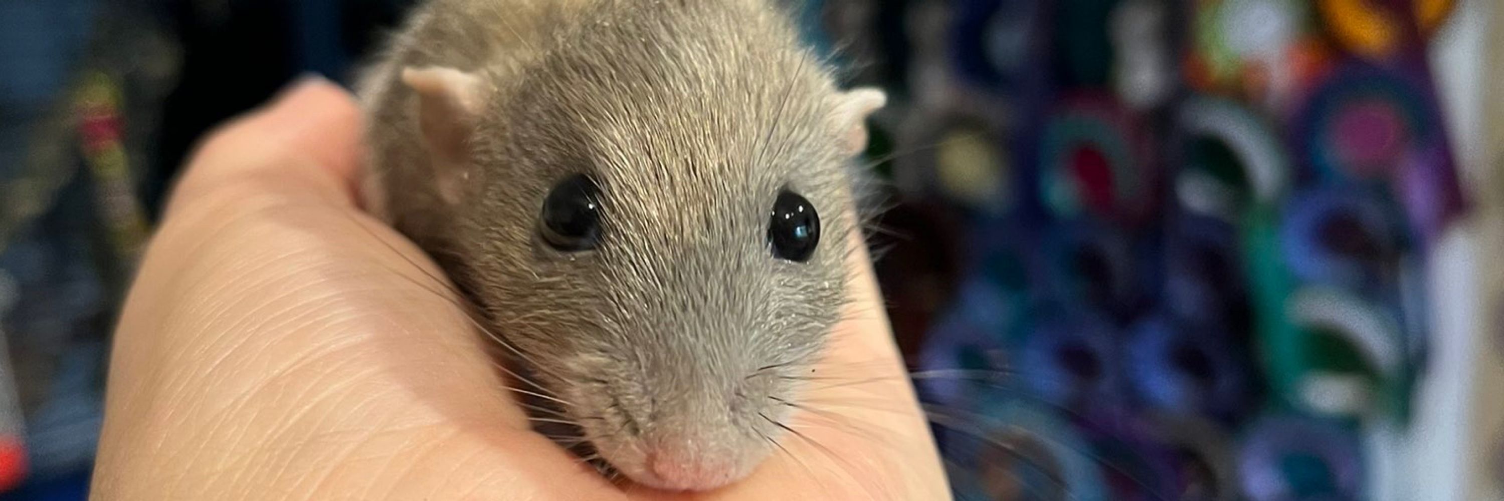 One Goated Mouse