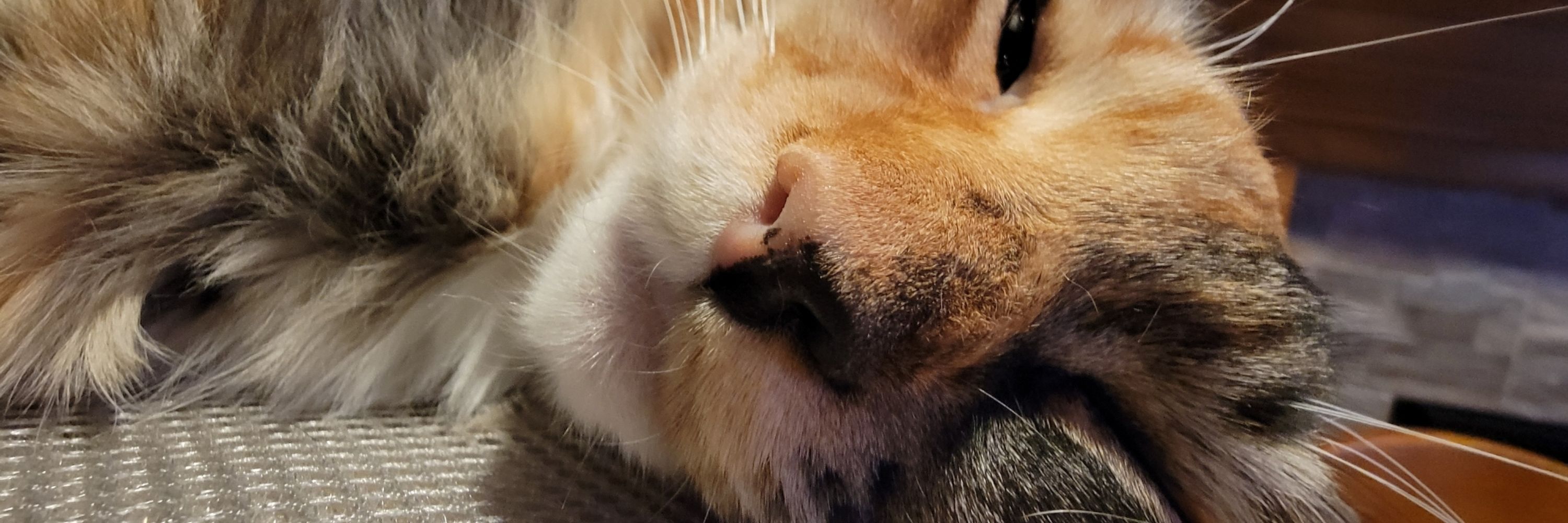 Miso
