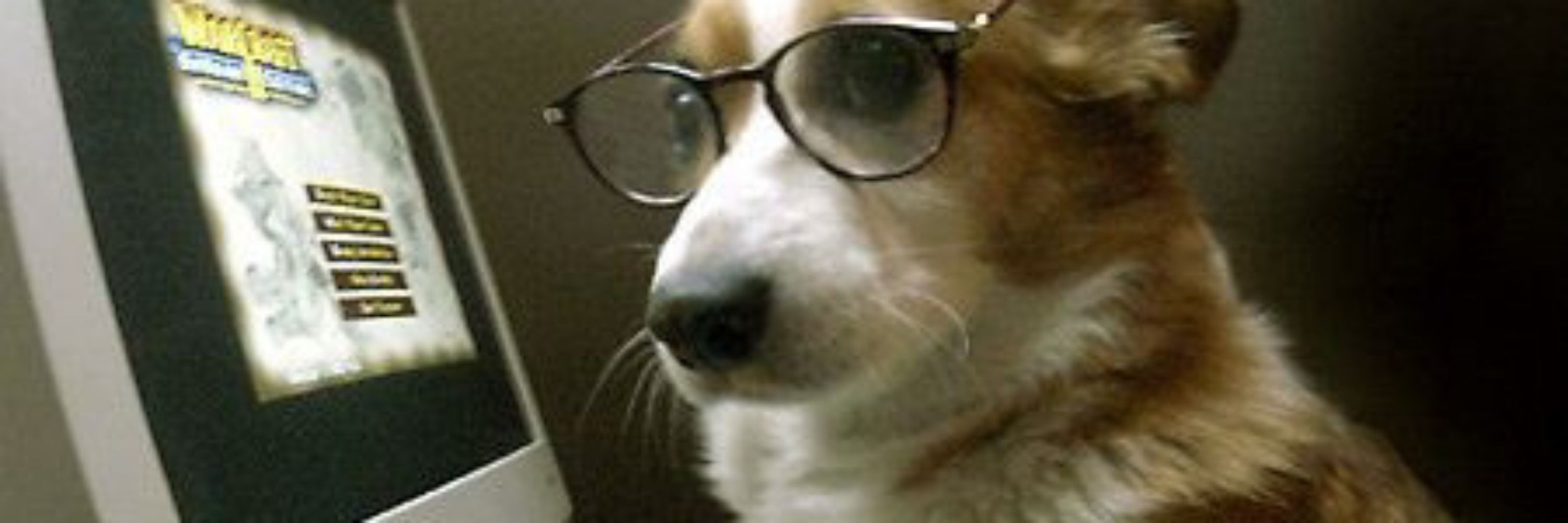 Corgi! 