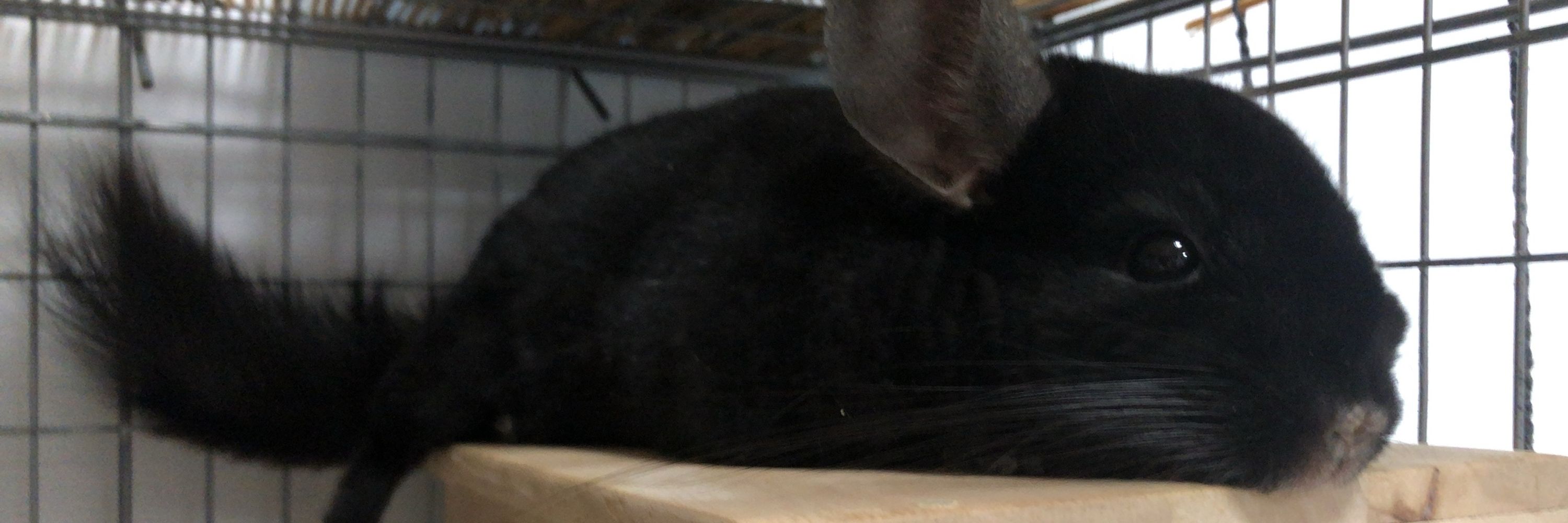 まかむ