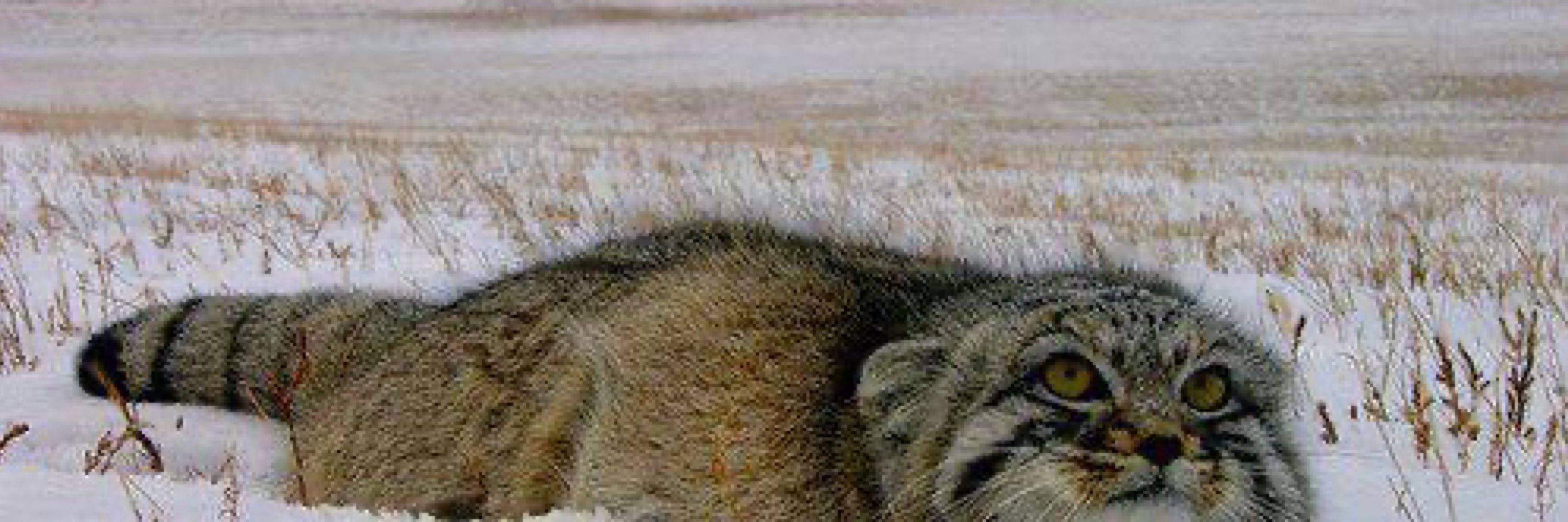 Digital Manul 🏳️‍⚧️