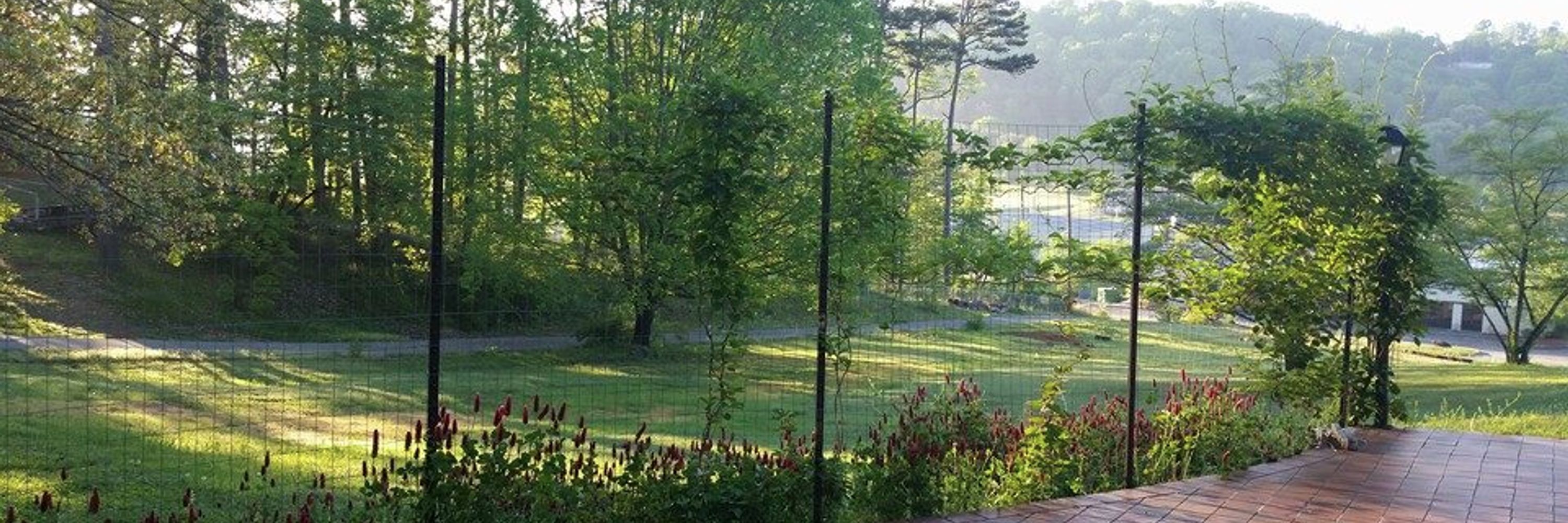 Daffodil Hill