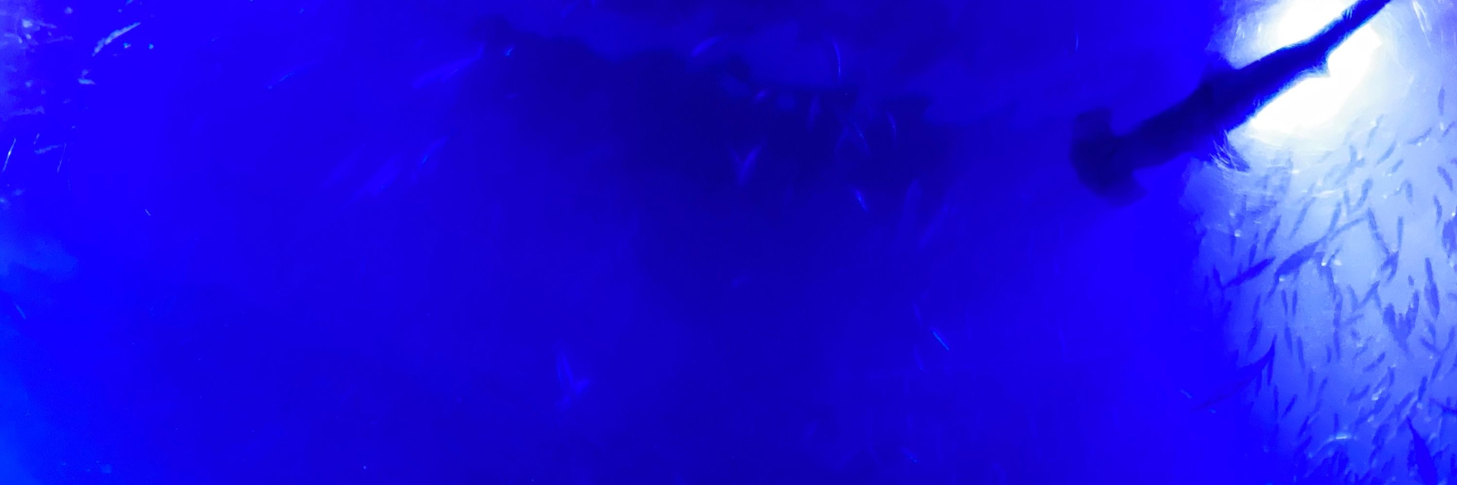 🦖