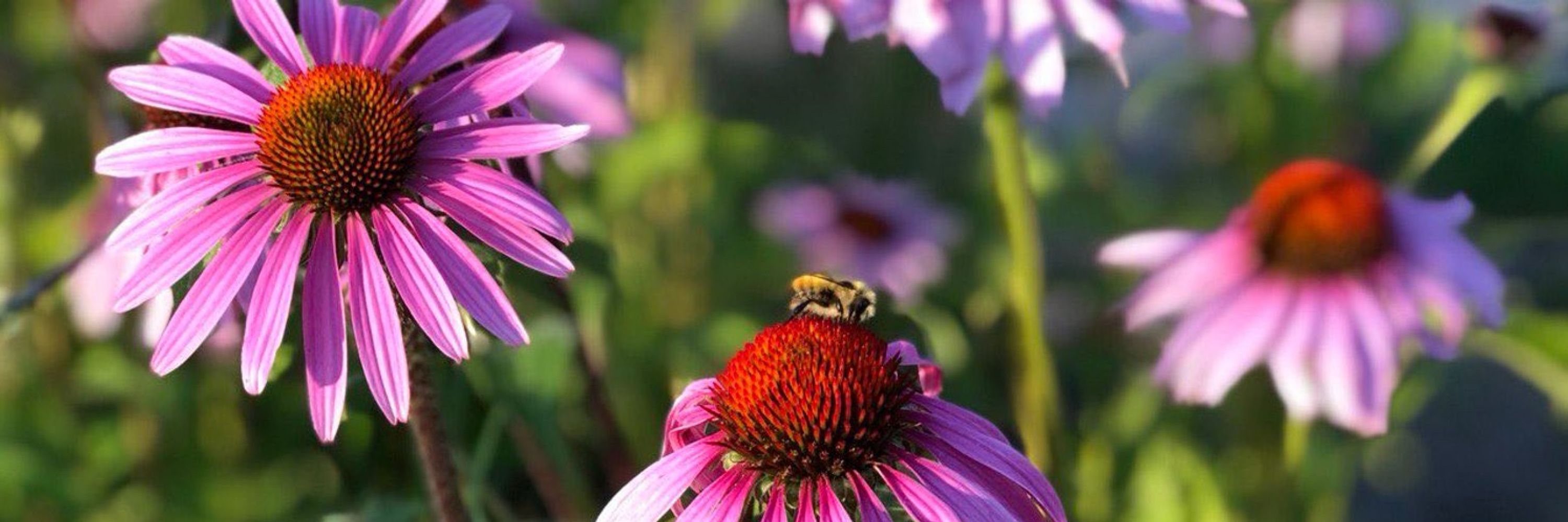 Voiceful Bee